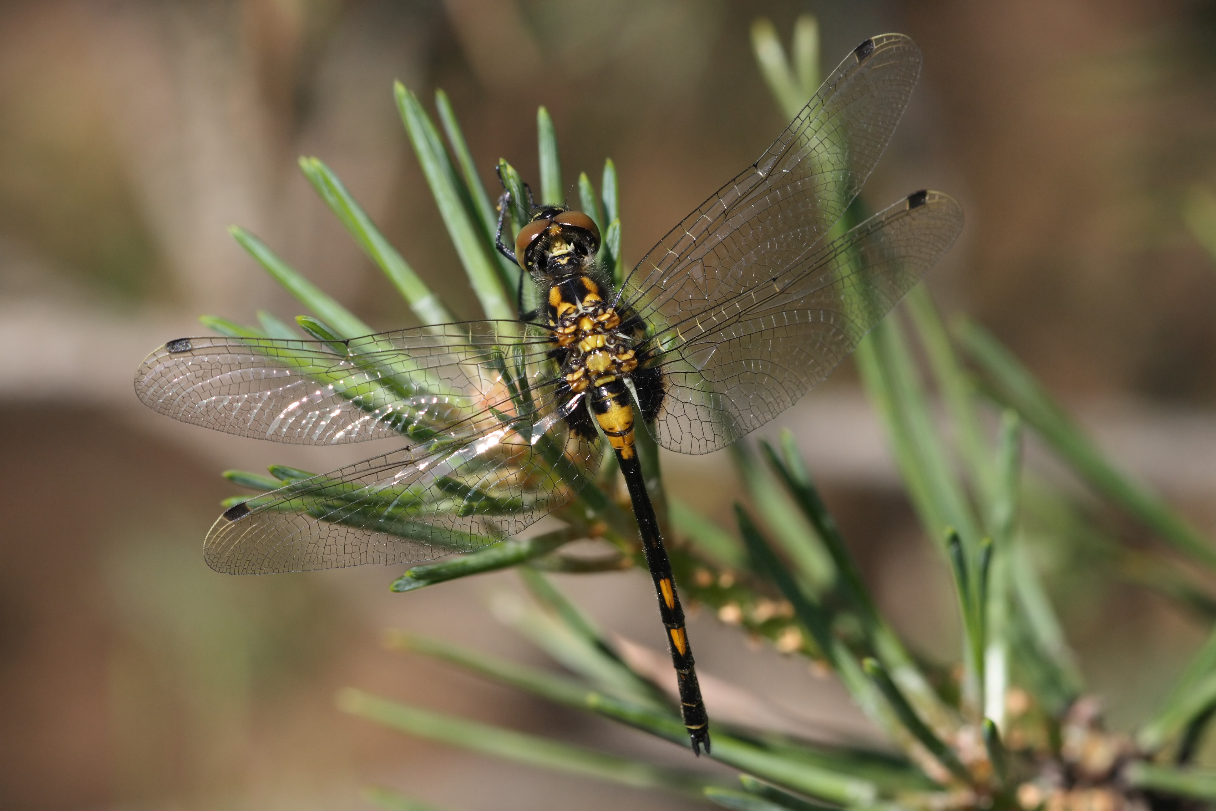 Leucorrhinia dubia 2(loz)