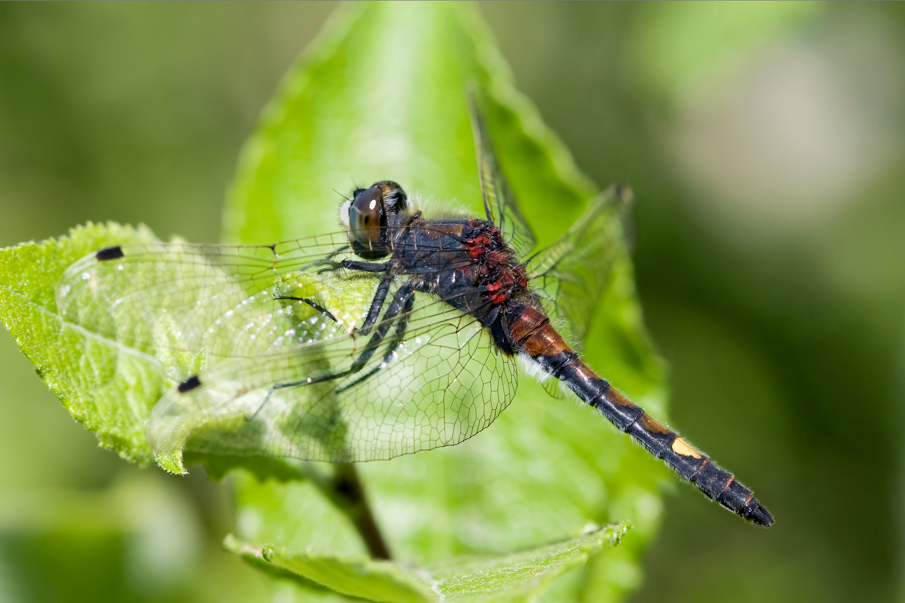 Leucorrhinia pectoralis 1(loz)