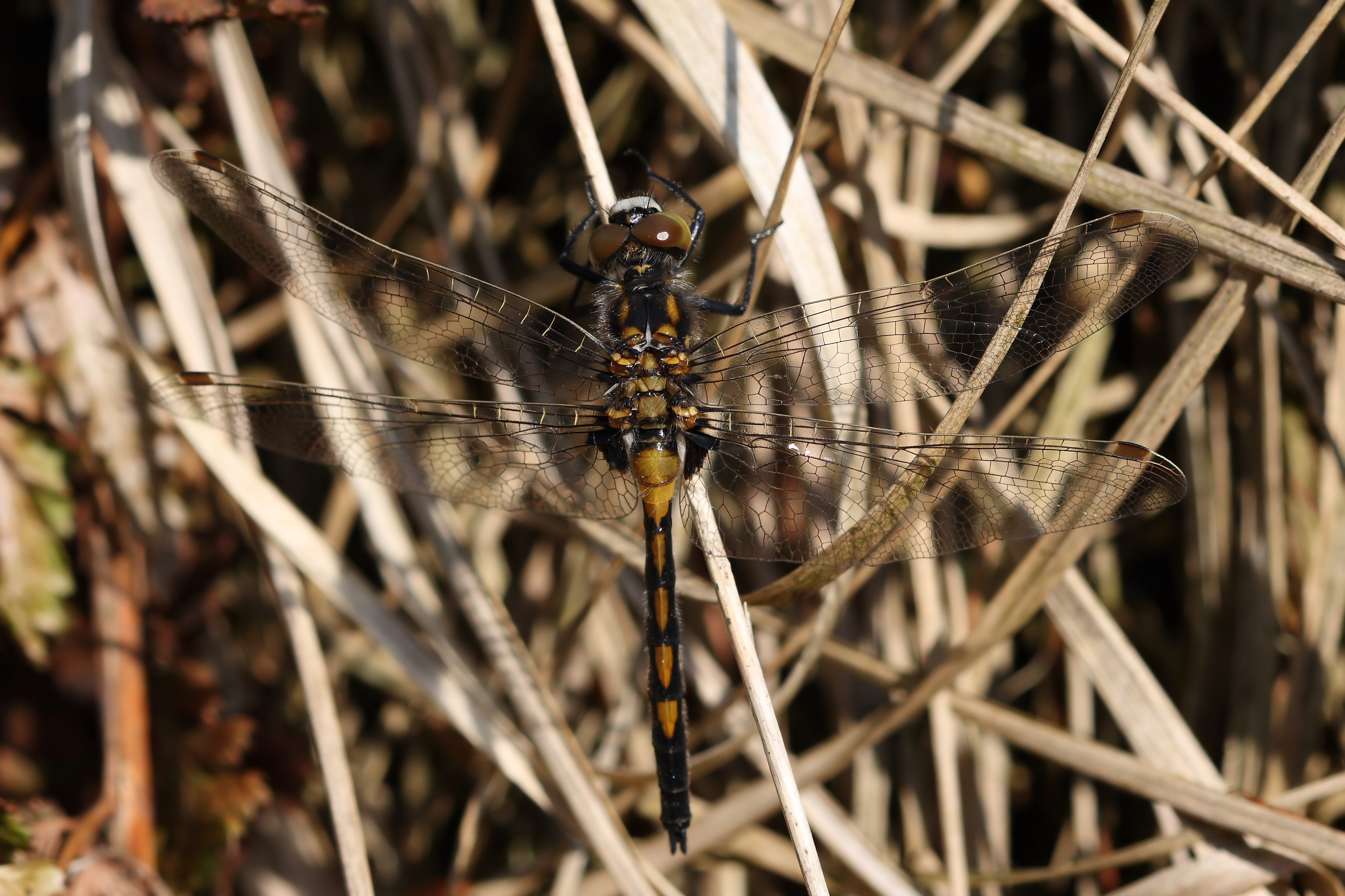 Leucorrhinia rubicunda 1(loz)