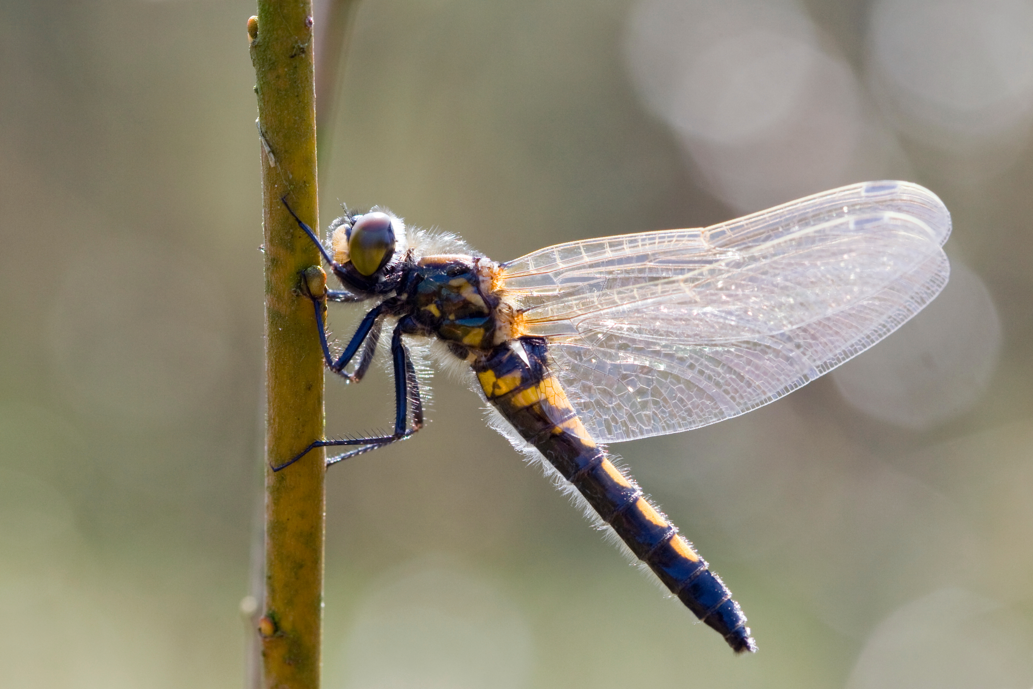 Leucorrhinia rubicunda 3(loz)
