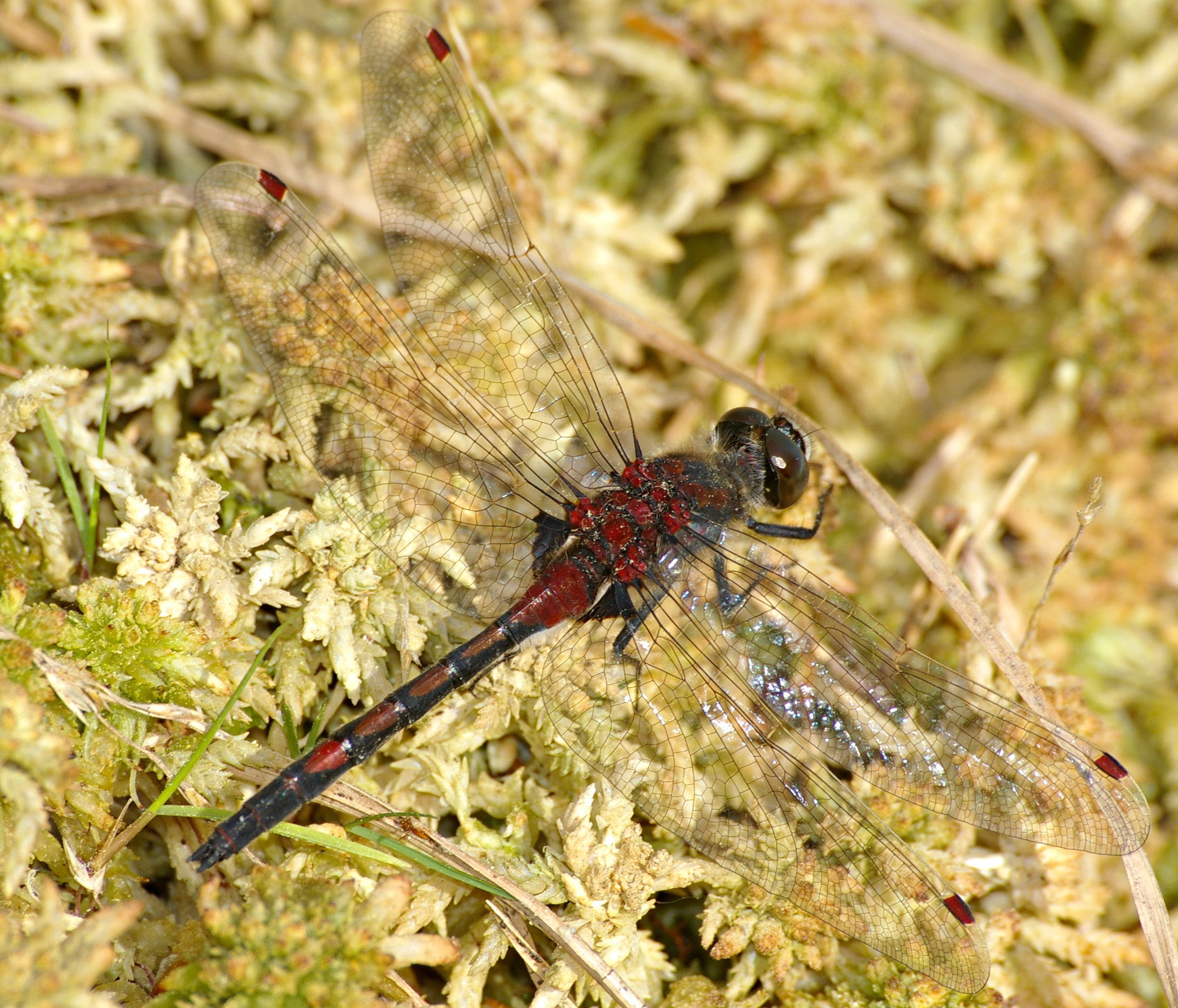 LeucorrhiniaRubicundaMale