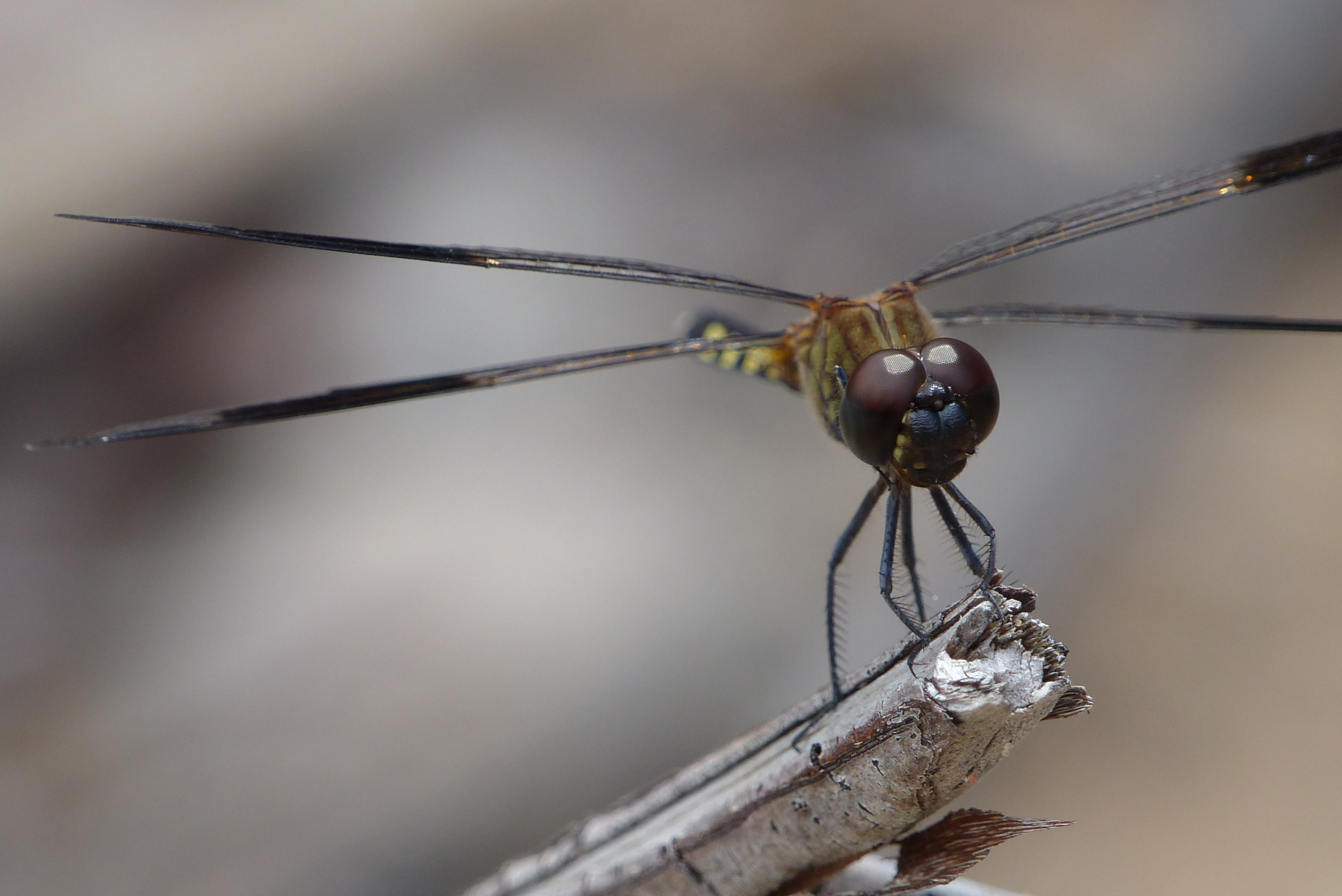 Libélula (14380114291)