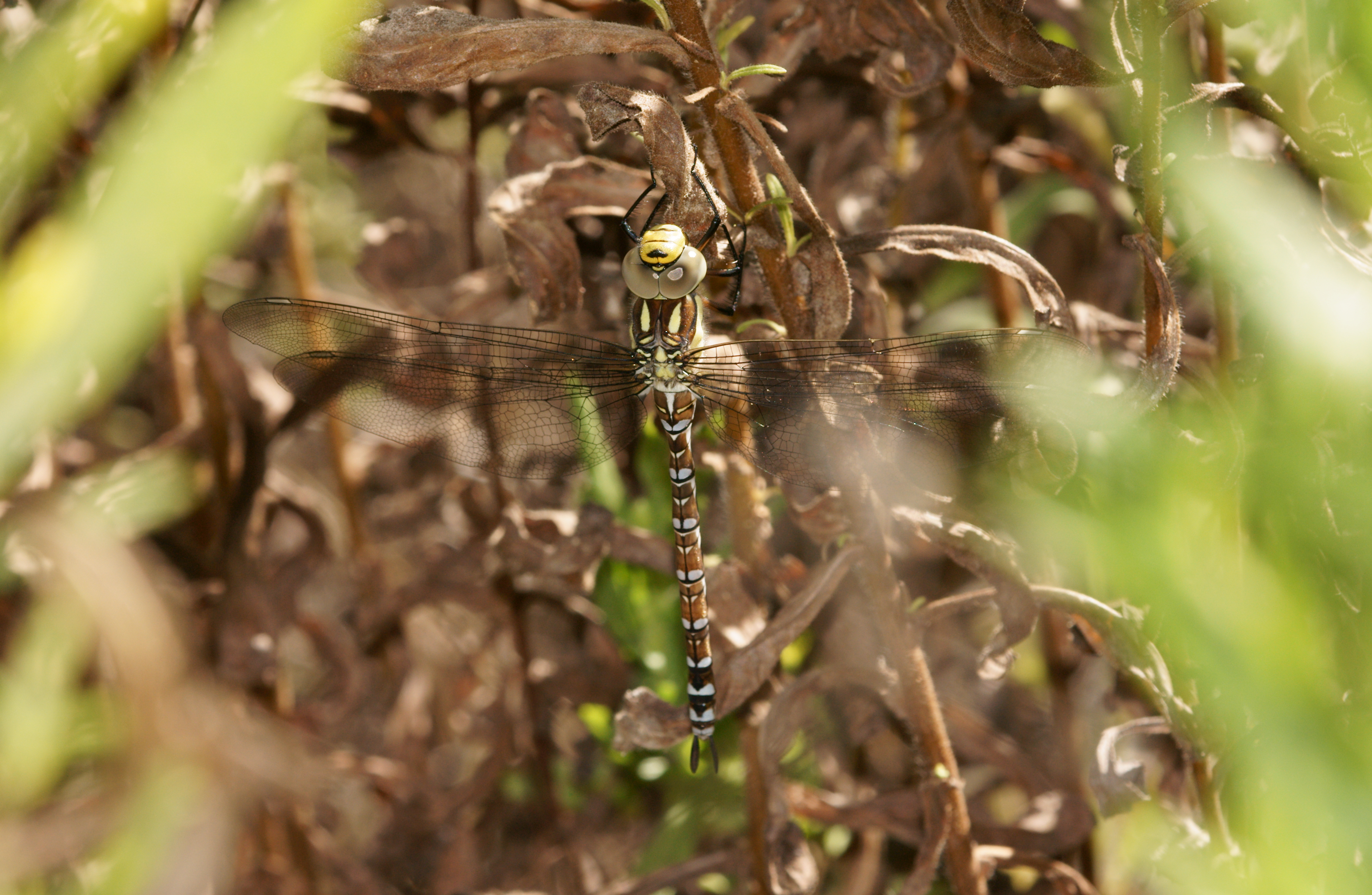 Libélula - Libèl·lula - Dragonfly - Aeshna mixta (4991922533)