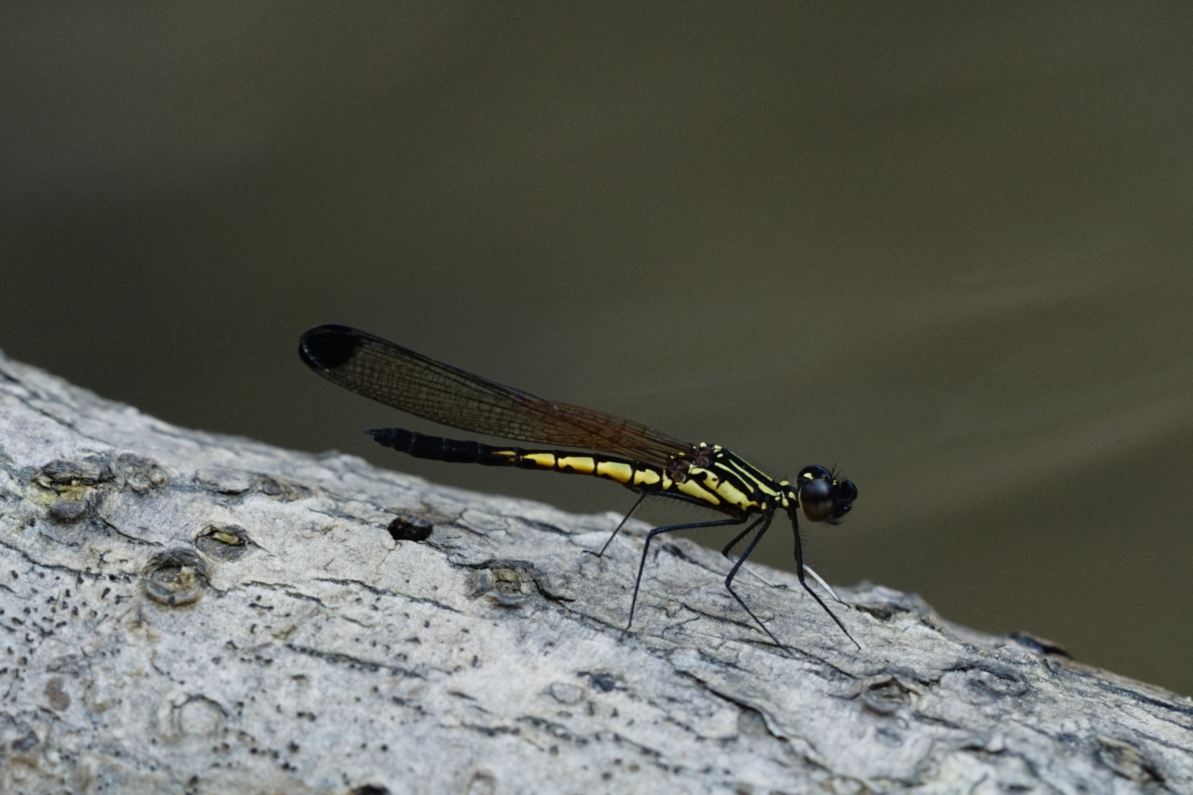 Libellago lineata1256