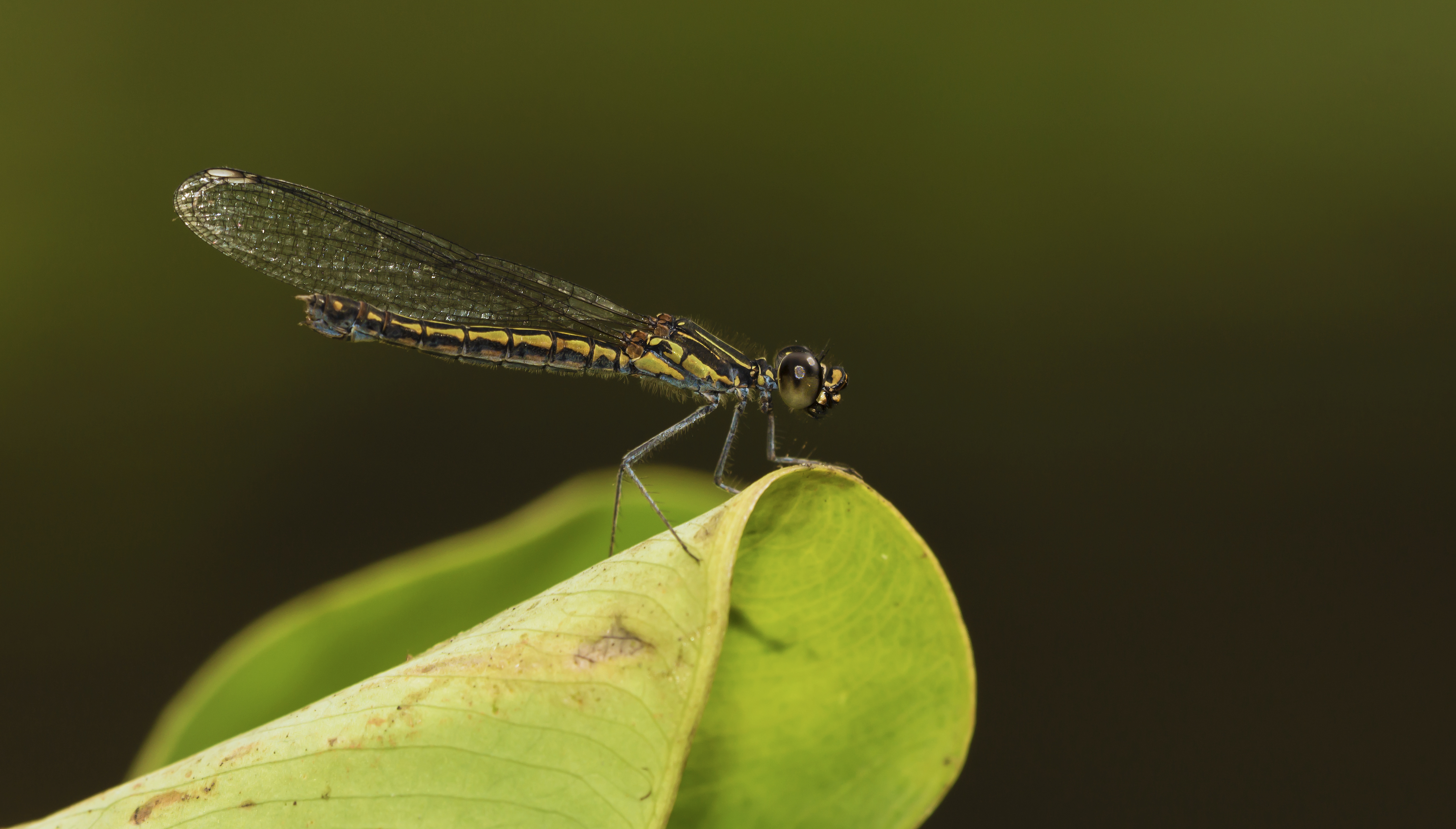 Libellago lineata female-Kadavoor-2015-08-21-001