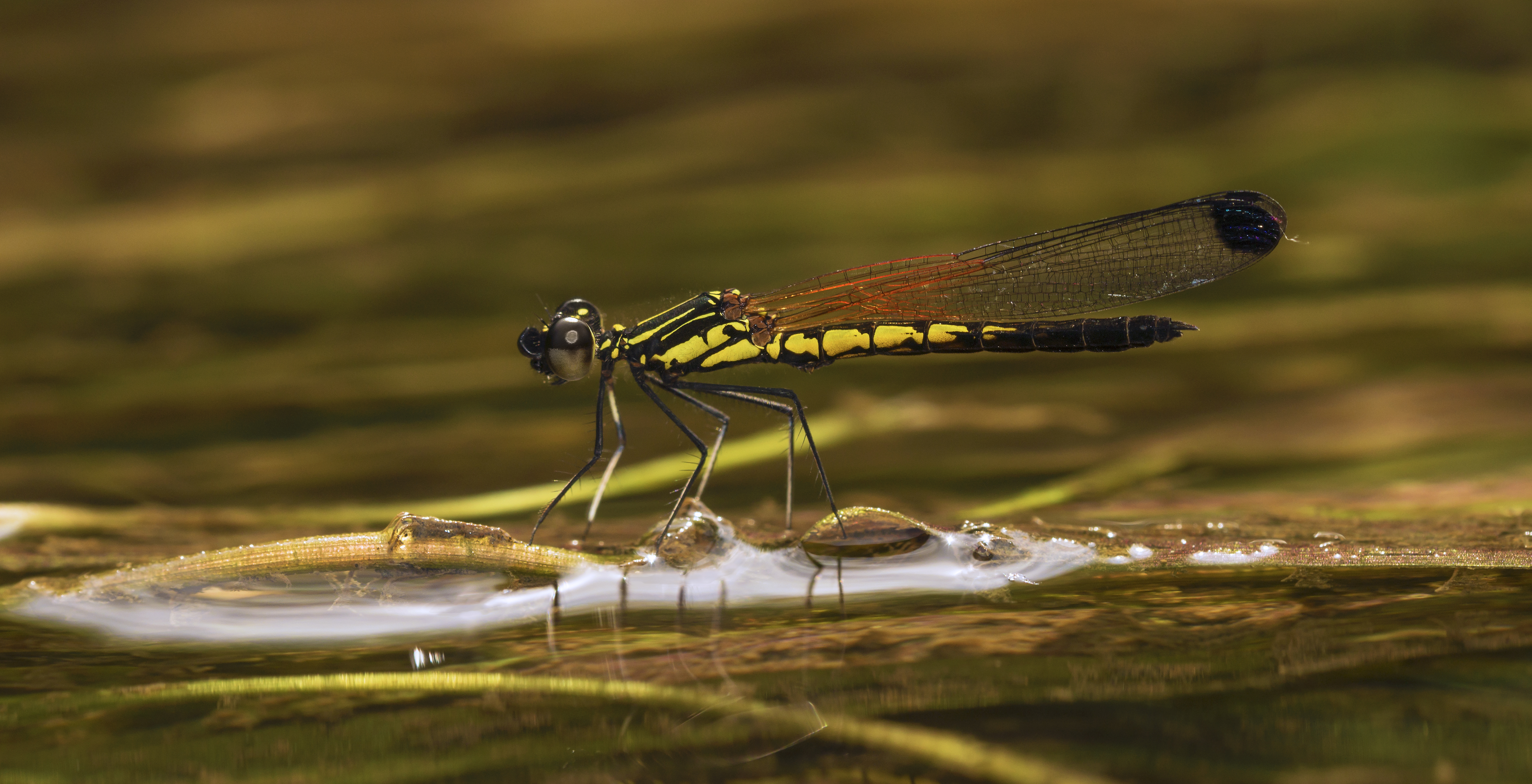 Libellago lineata male-Kadavoor-2015-08-21-001