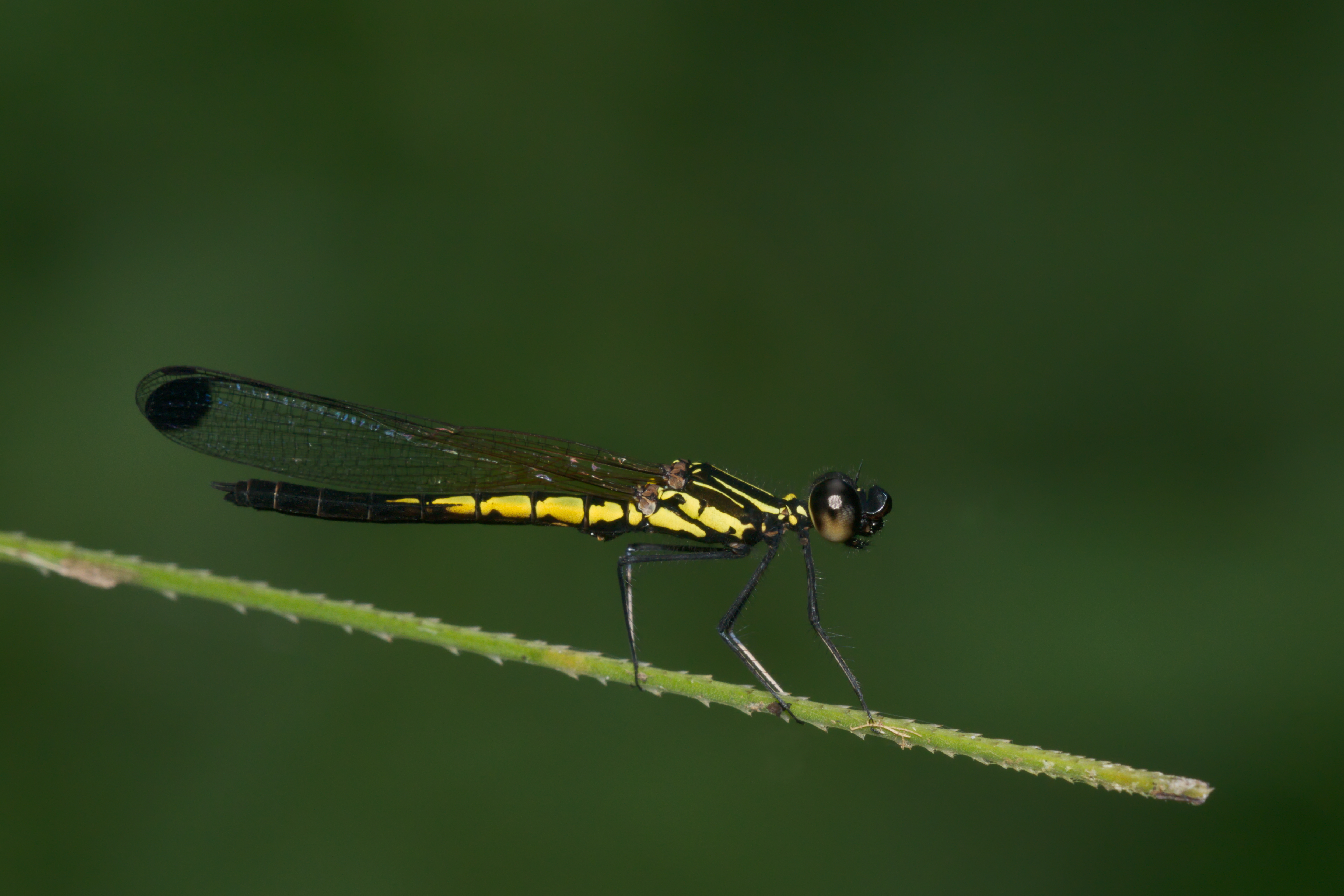 Libellago lineata male-Kadavoor-2016-06-15-002