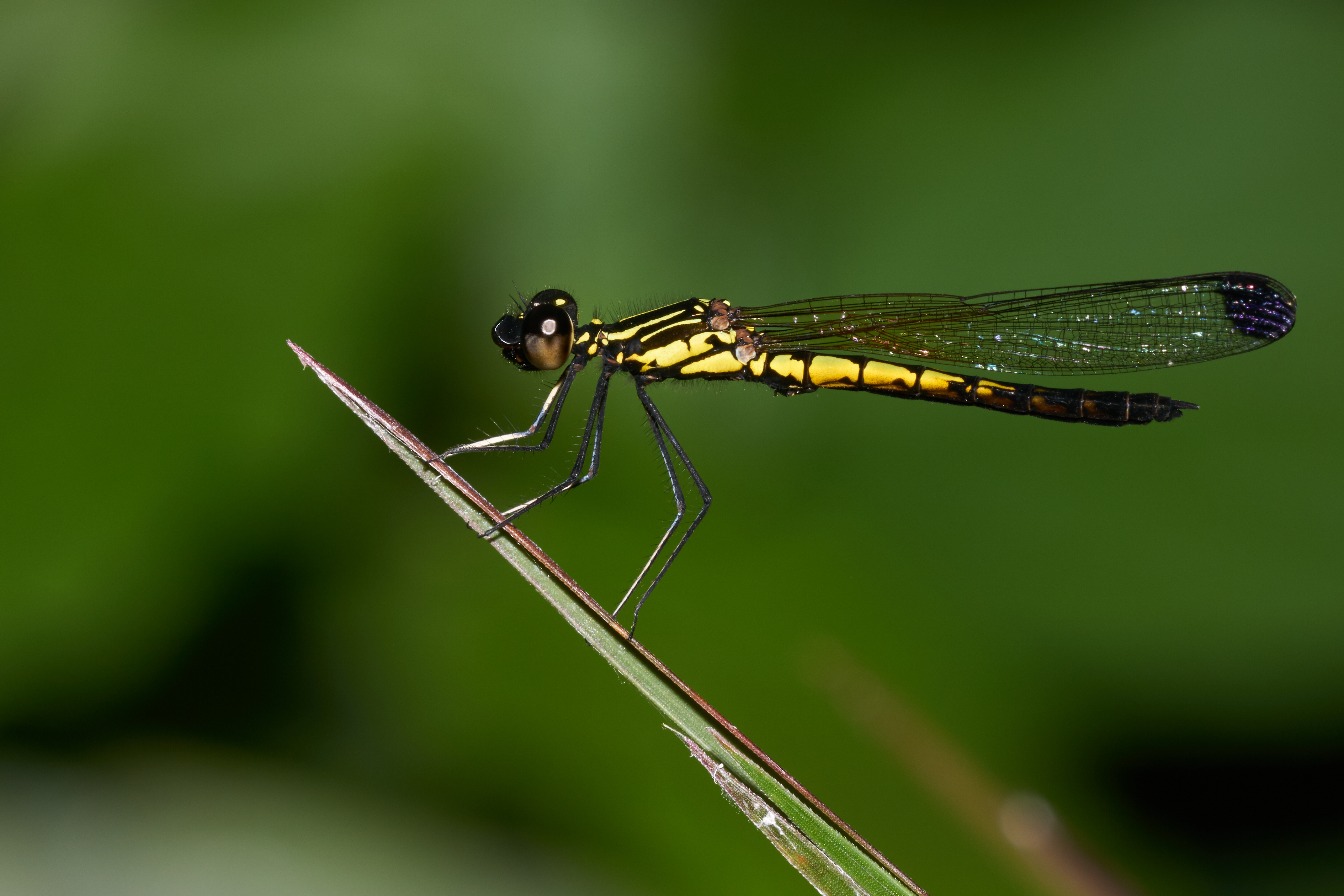 Libellago lineata male-Kadavoor-2016-09-12-001
