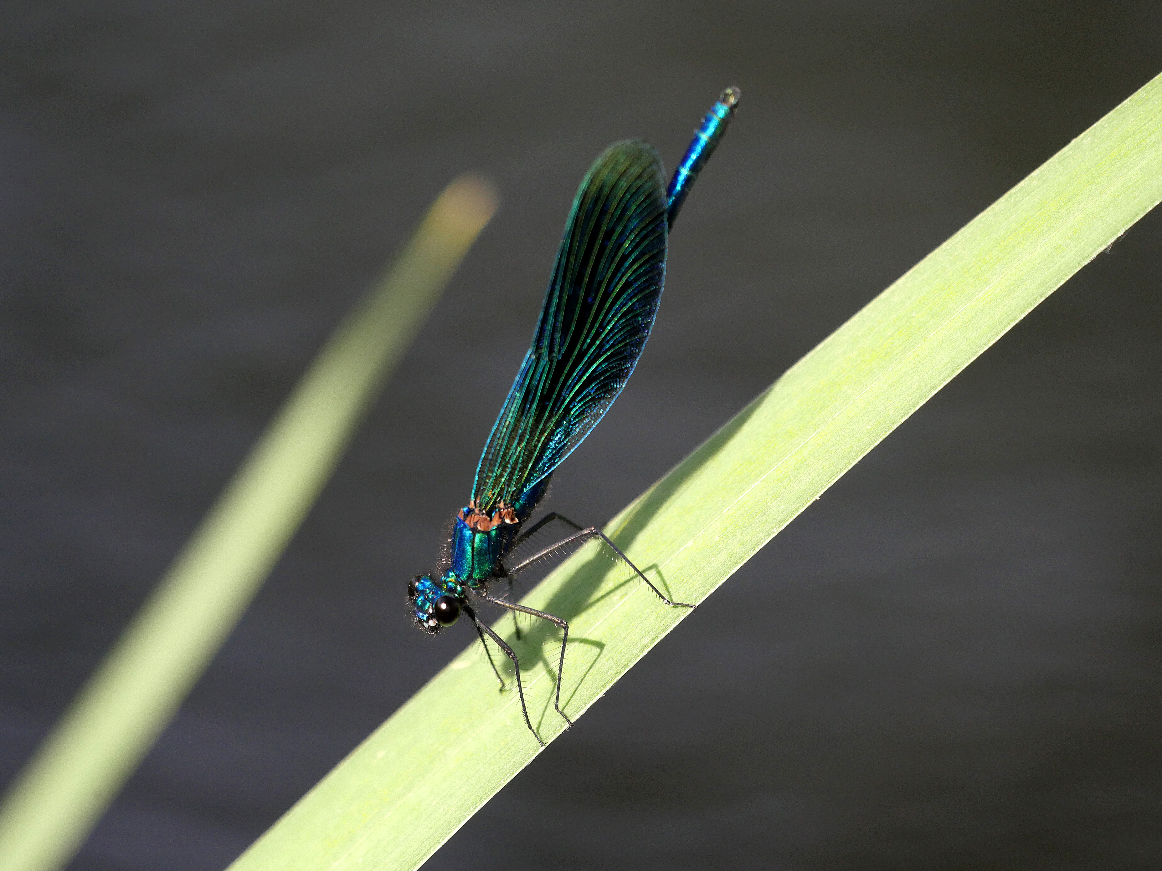 Libelle.blau.gruen.schillernd