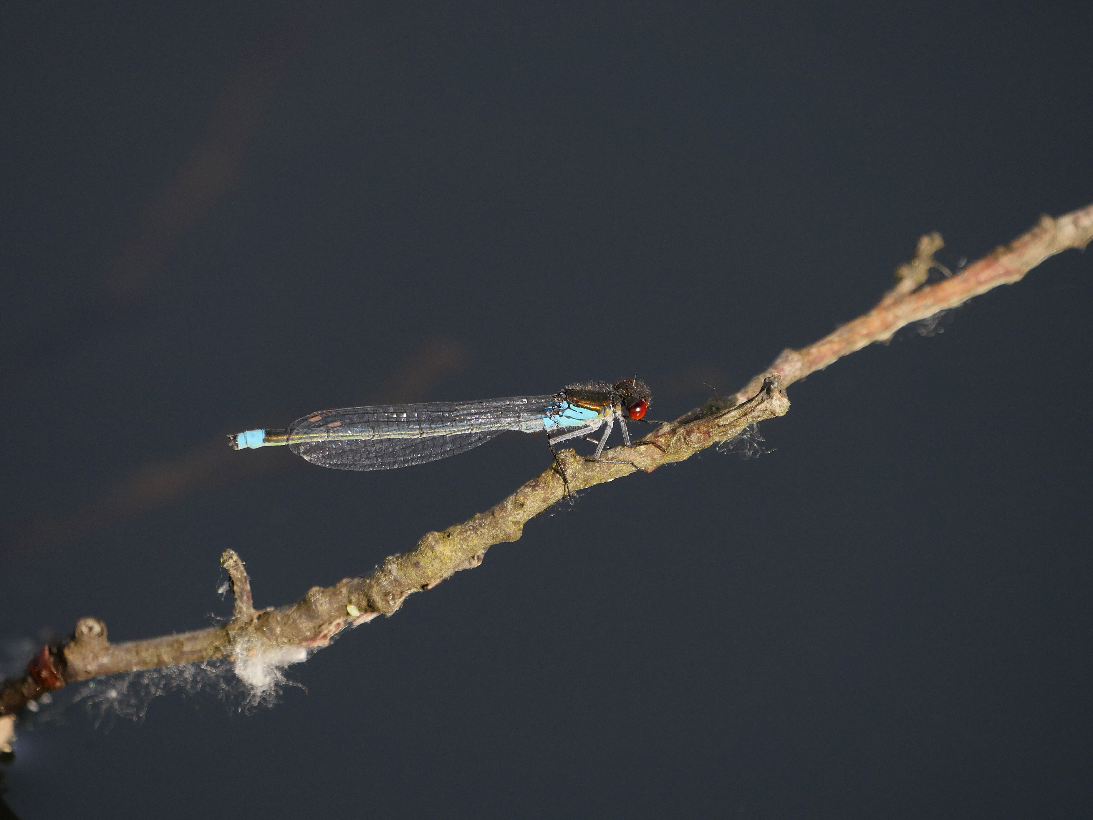Libelle.hellblau.rote.Augen