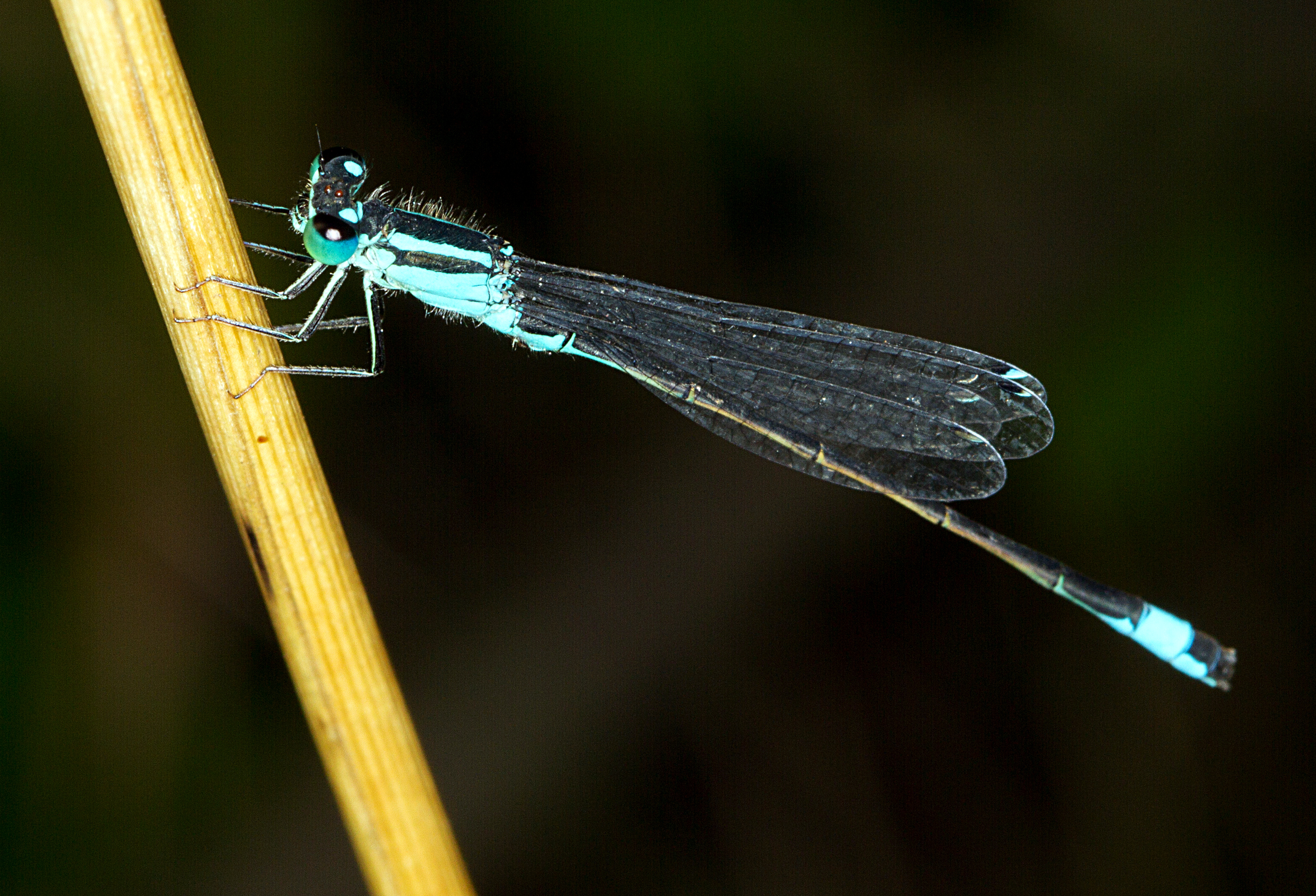 Libelle 2074