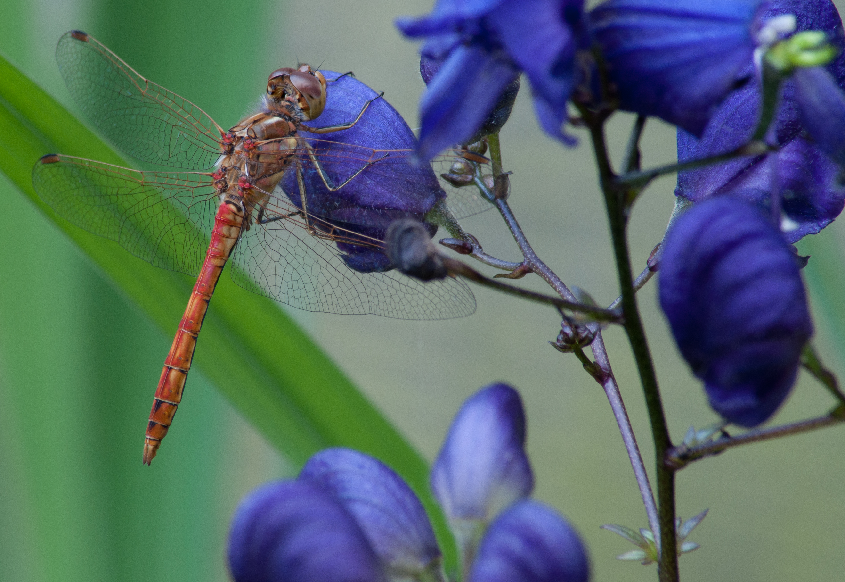 Libelle 7457