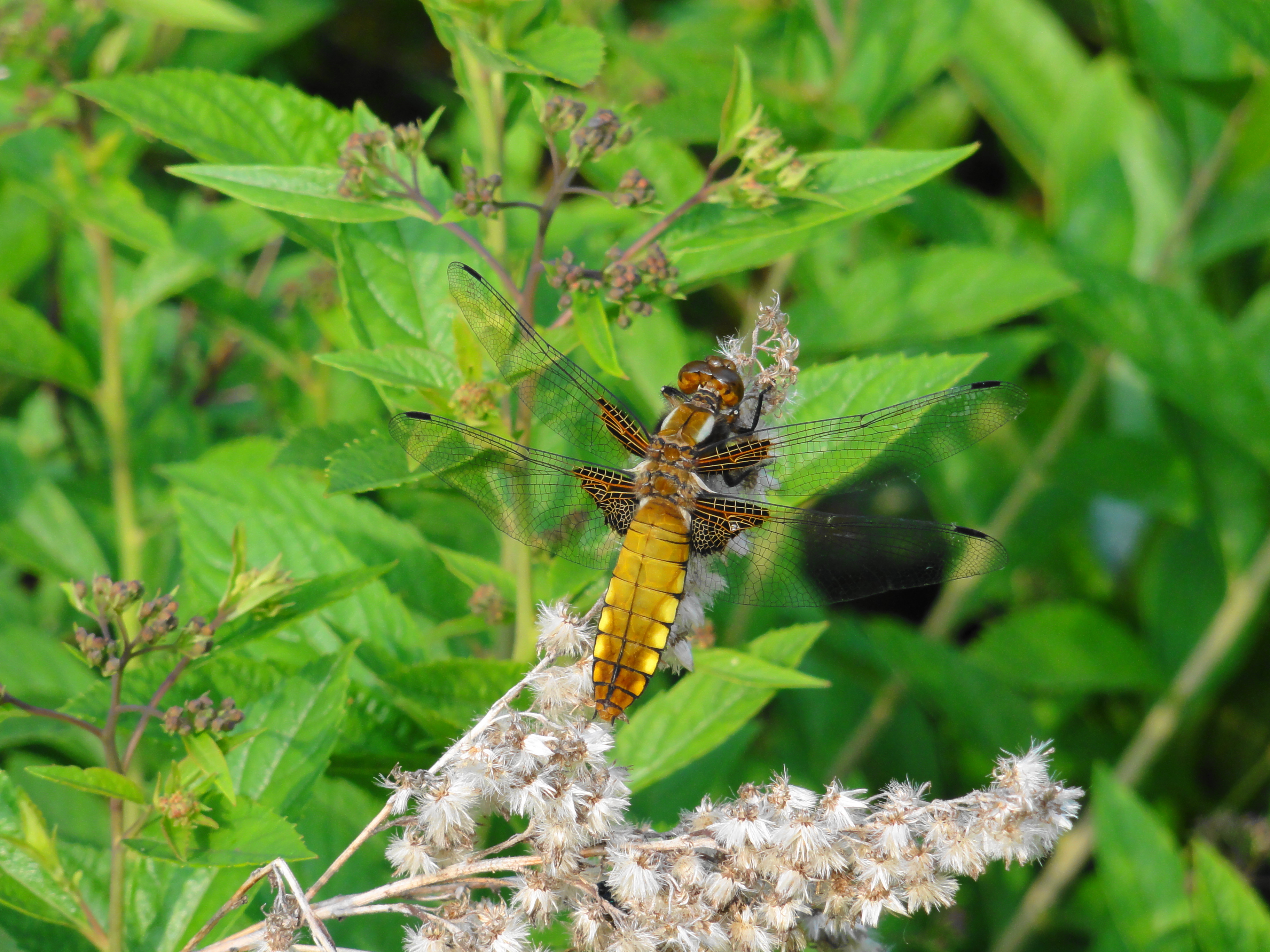 Libelle (Dragonfly)