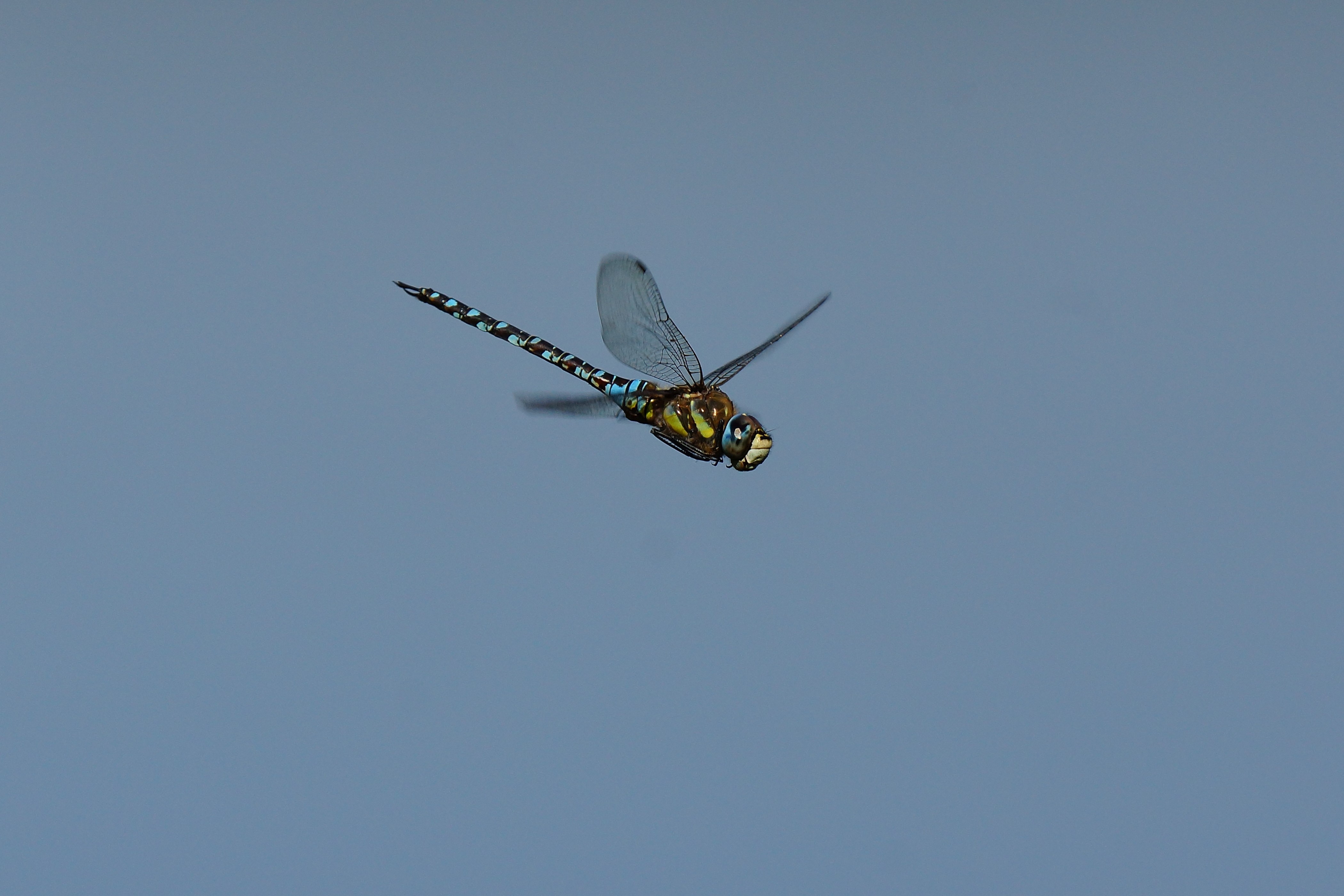 Libelle im freien Flug am Waginger See