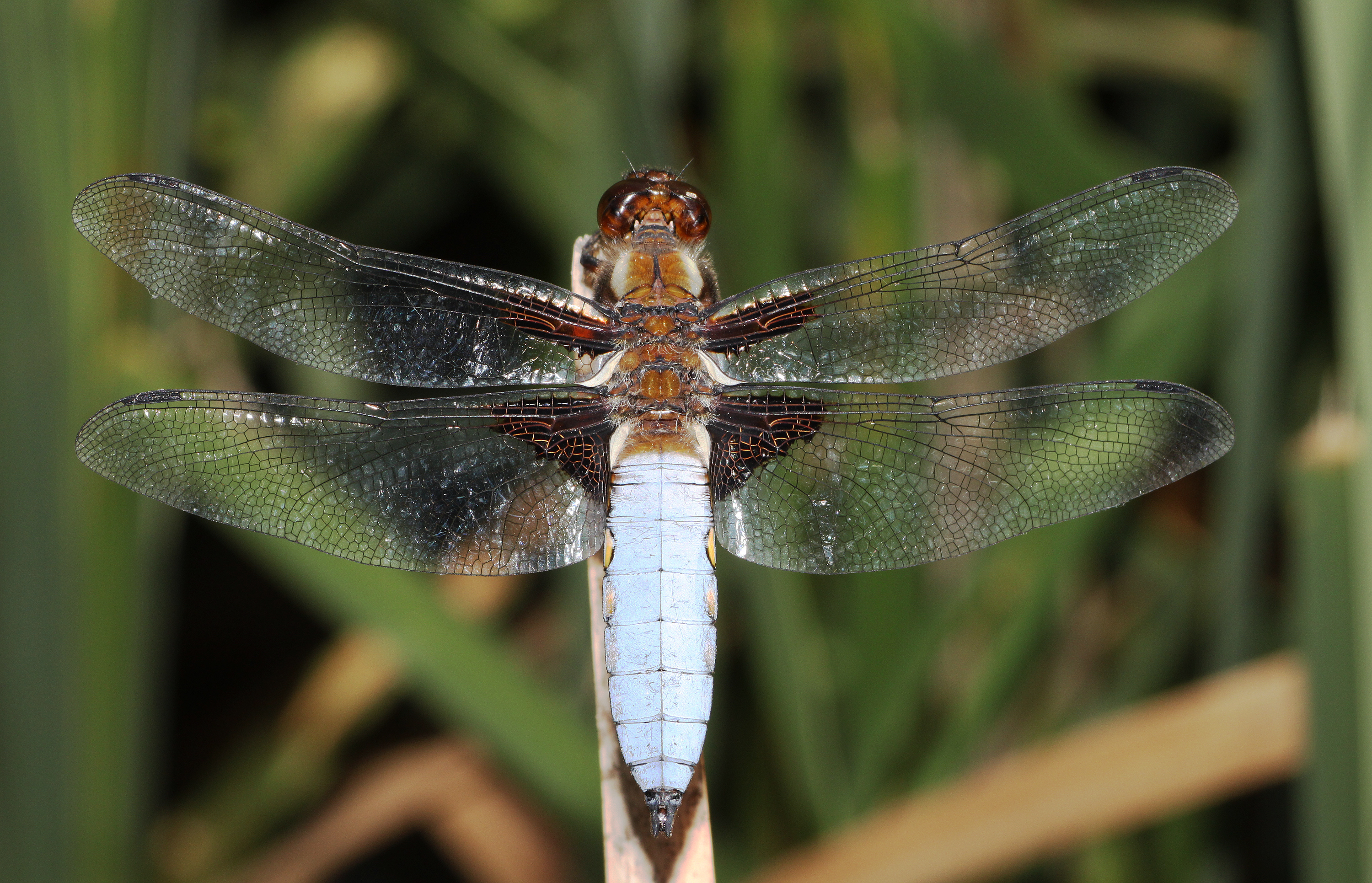 Libellula-depressa-plattbauch
