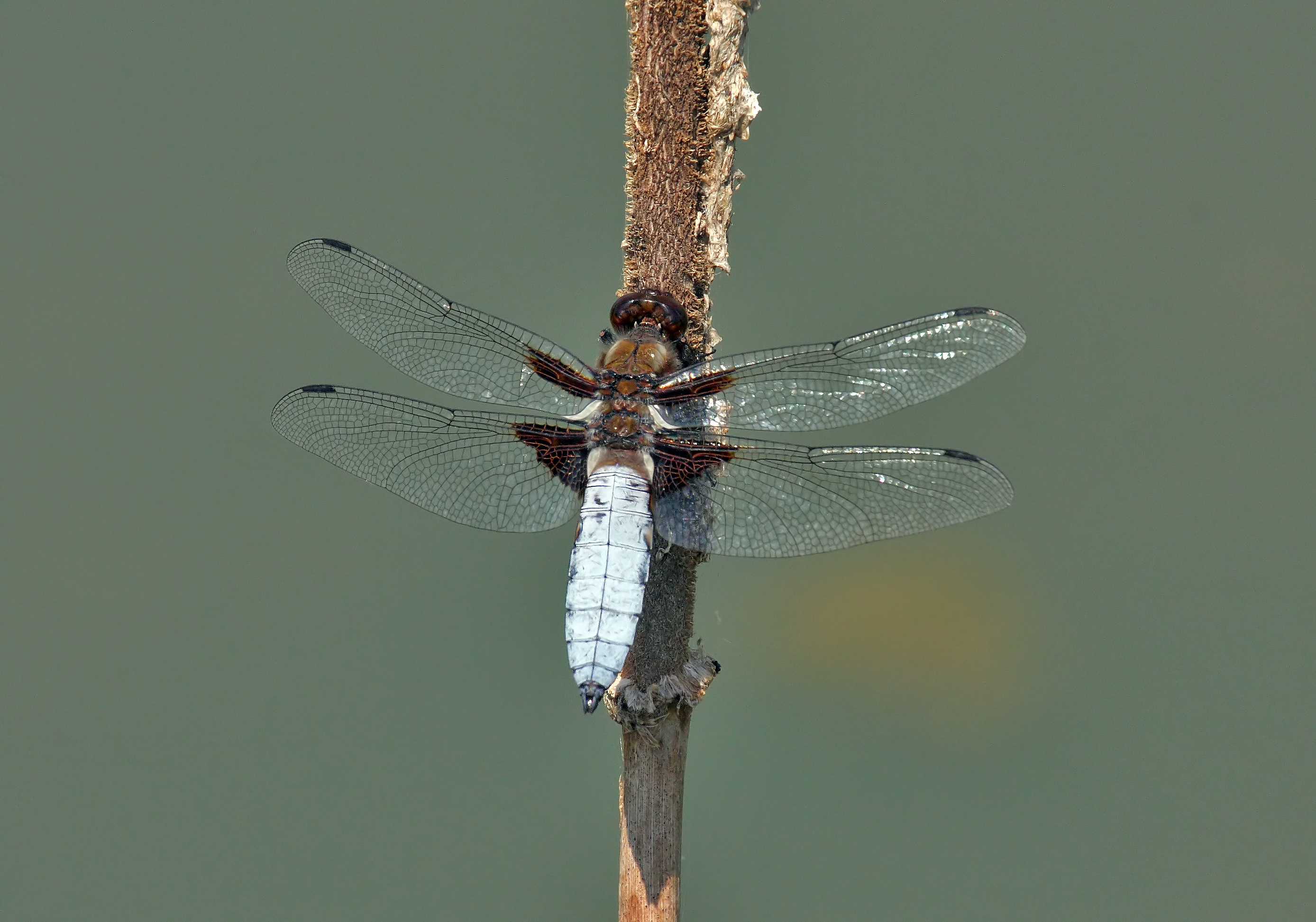 Libellula-depressa