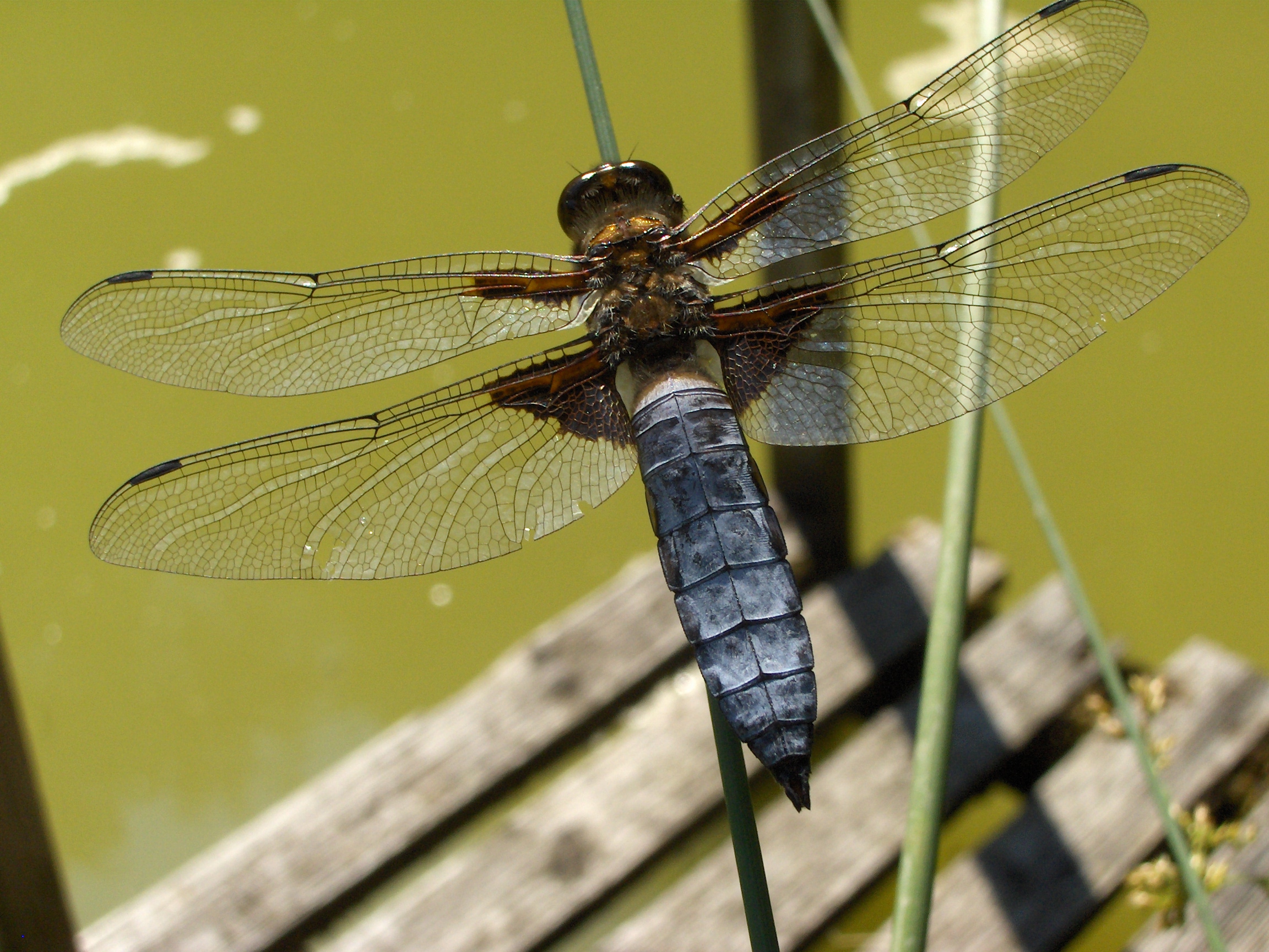 Libellula depressa1