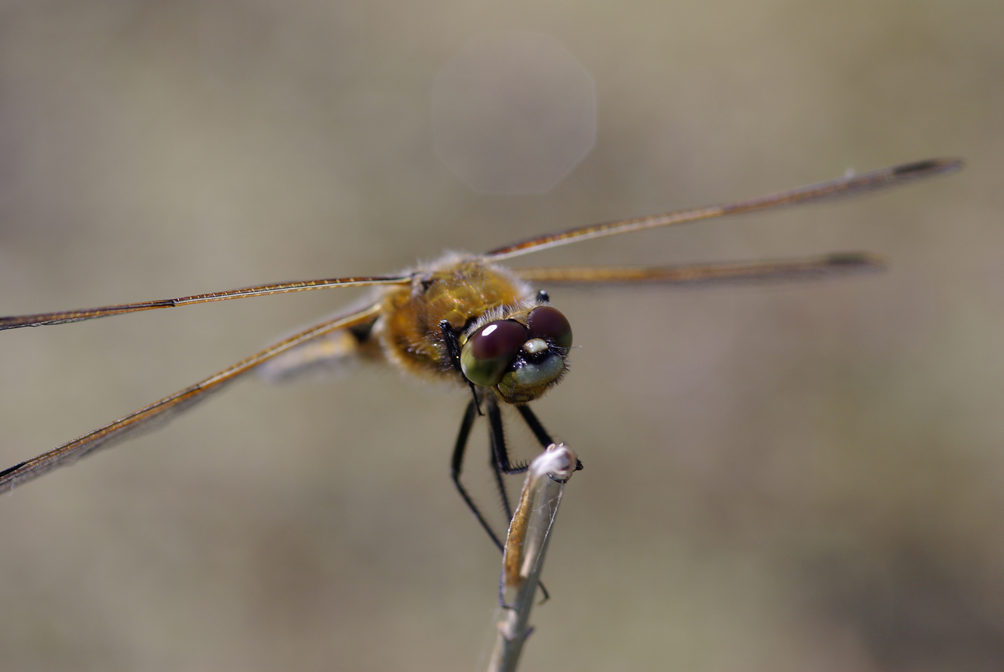 Libellula depressa 01
