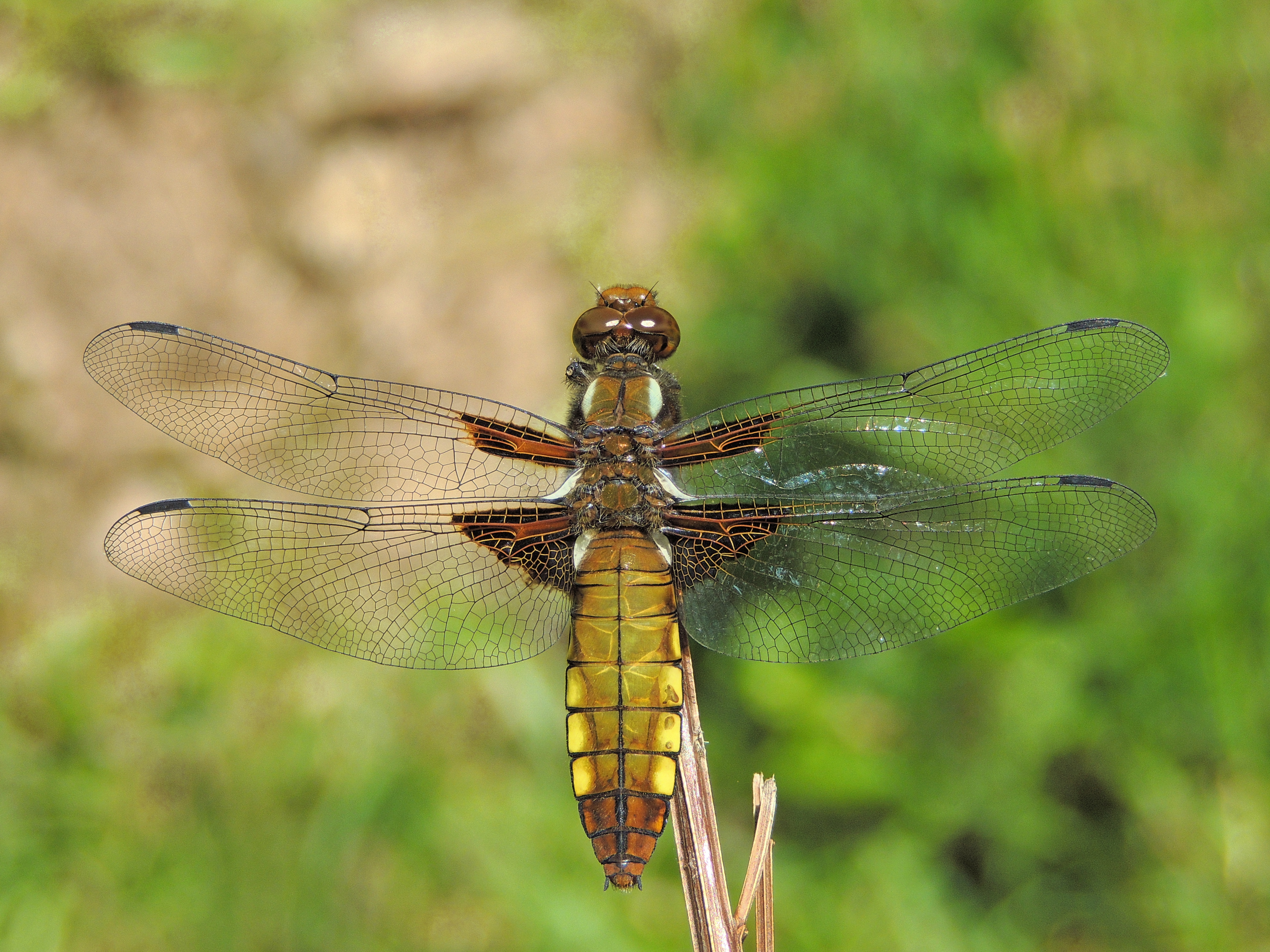 Libellula depressa (18492357690)