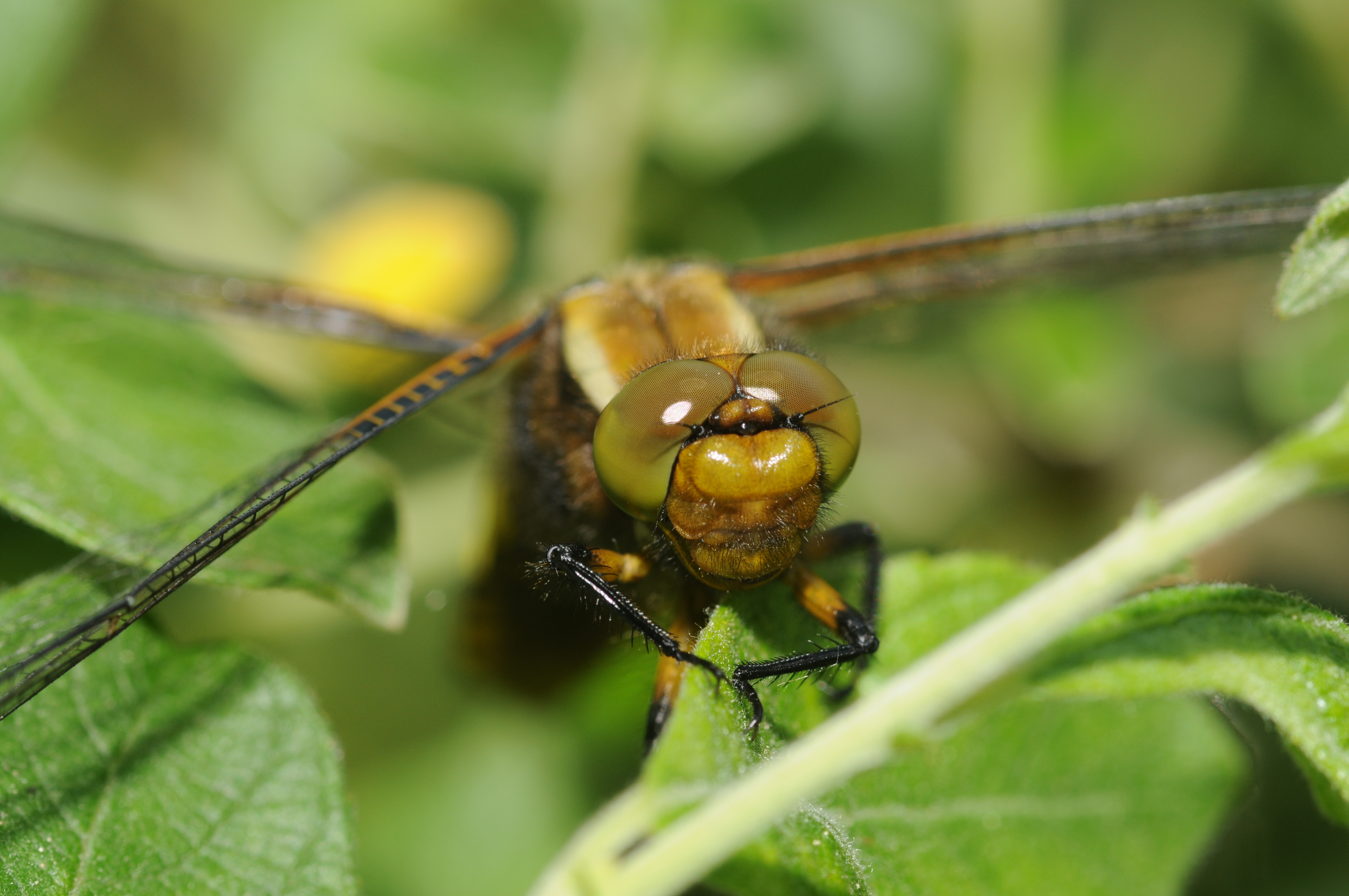 Libellula depressa (2)