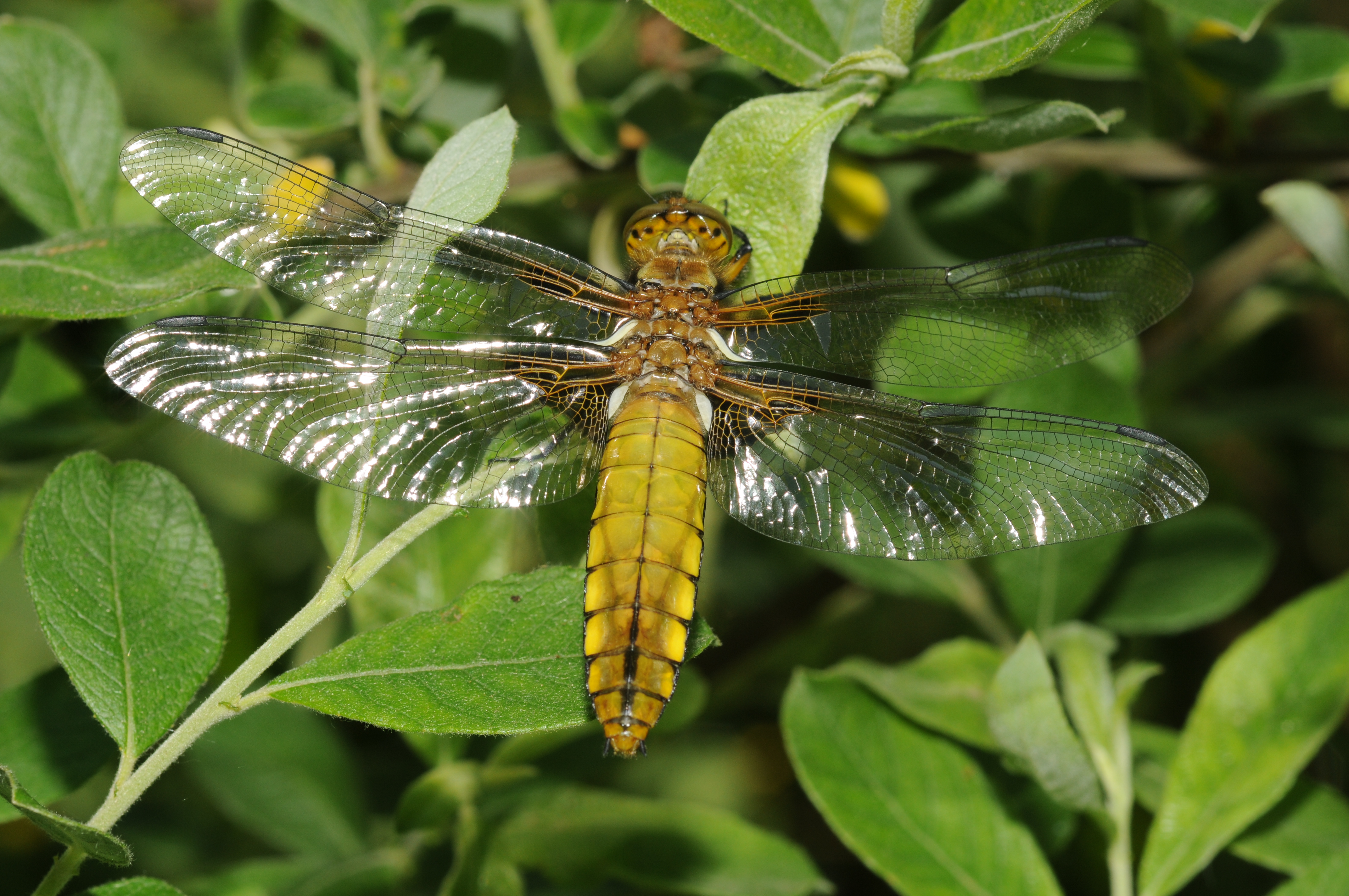 Libellula depressa (3)