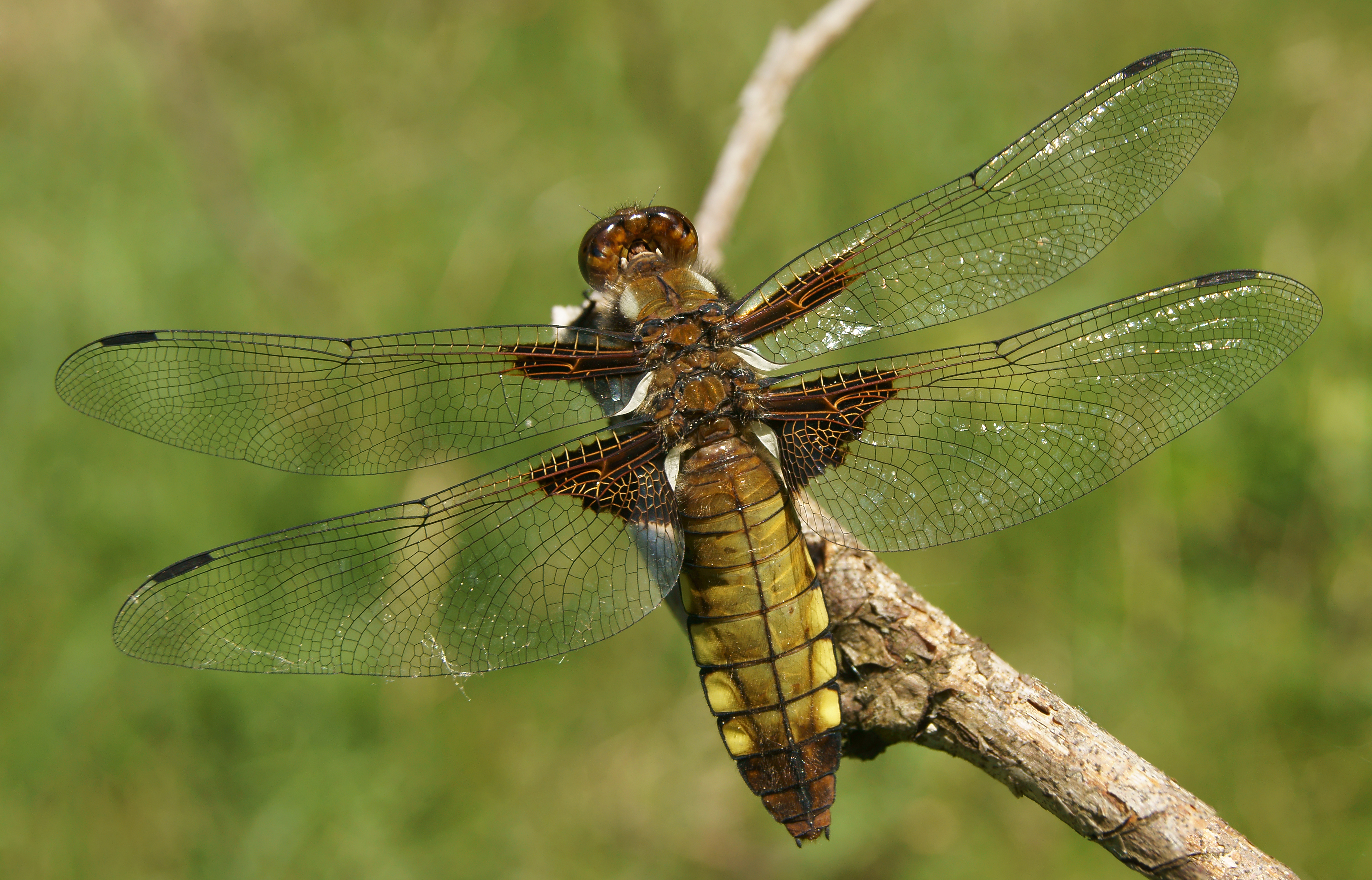 Libellula depressa female2