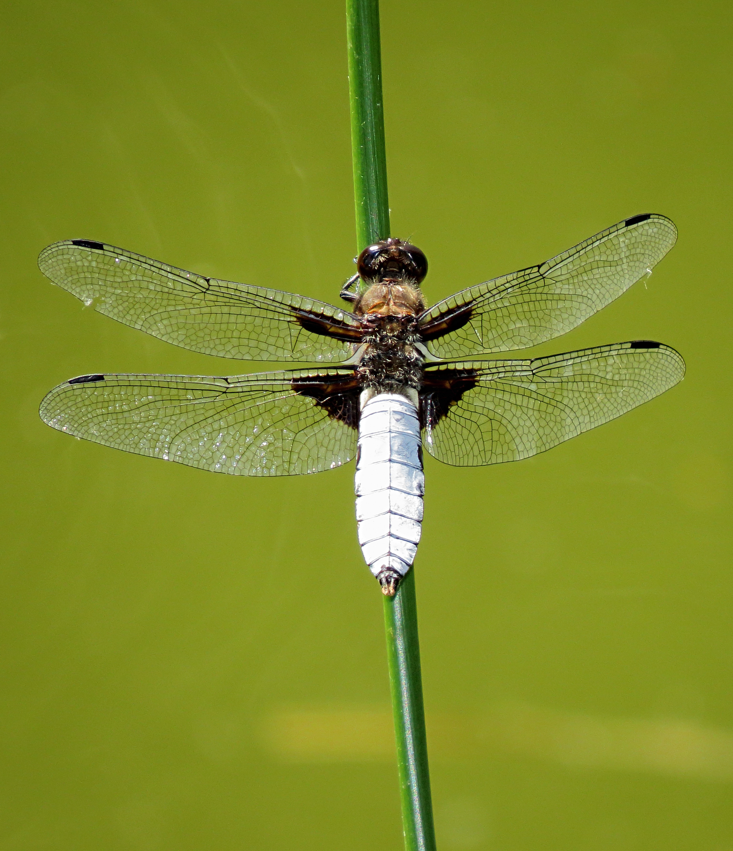 Libellula depressa Kiev obl