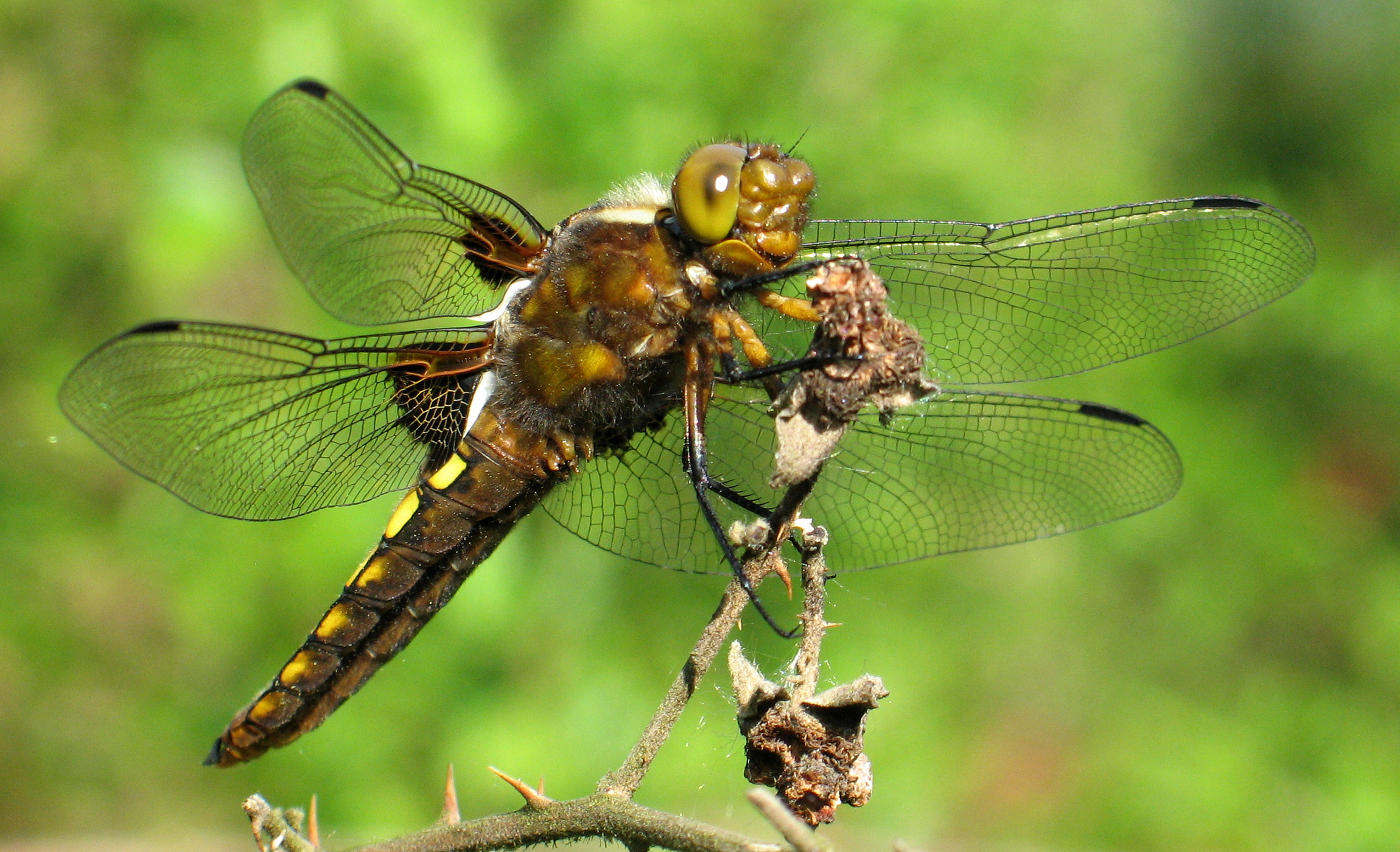 Libellula depressa m buttgru