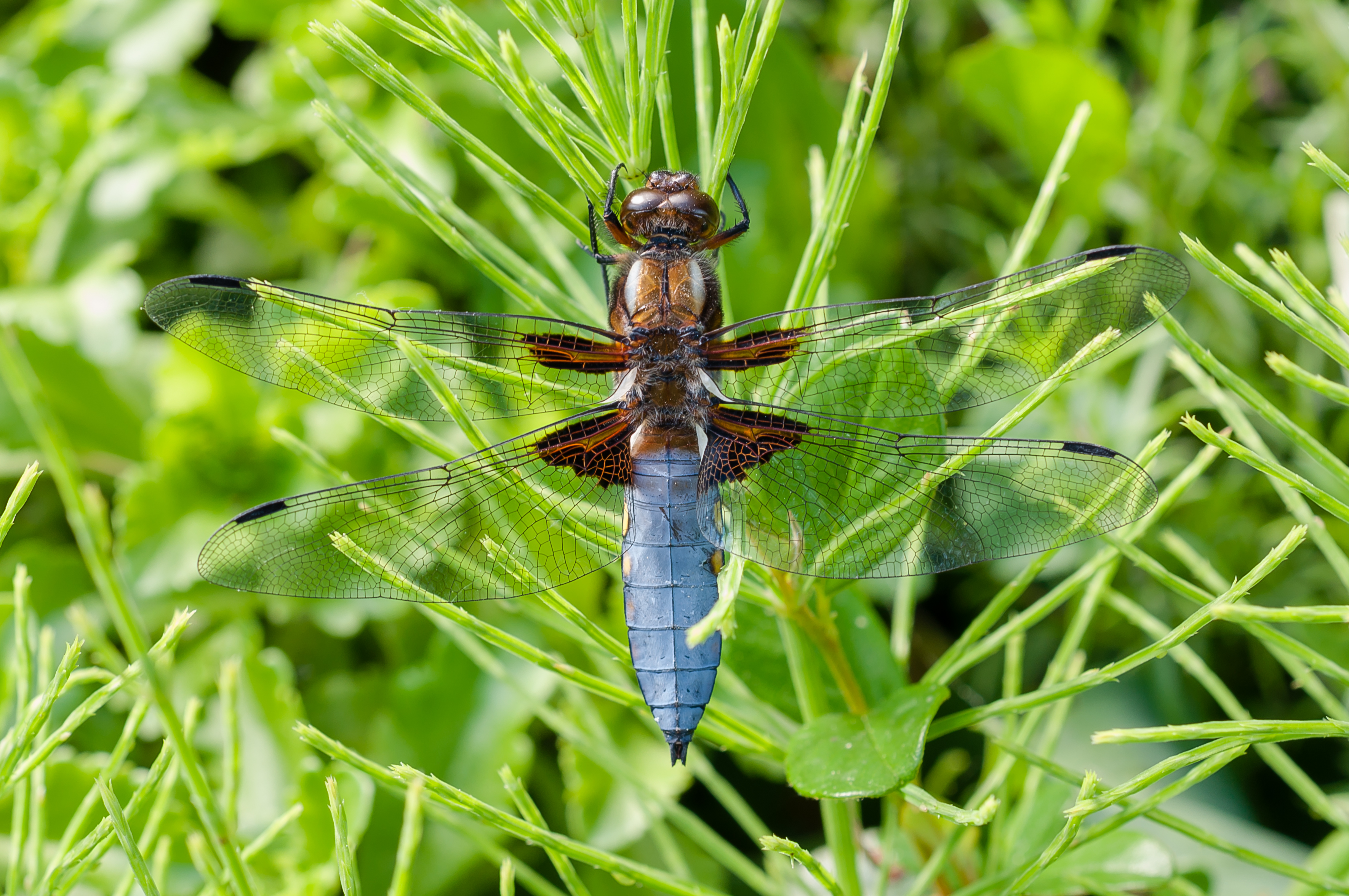Libellula depressa male 2013
