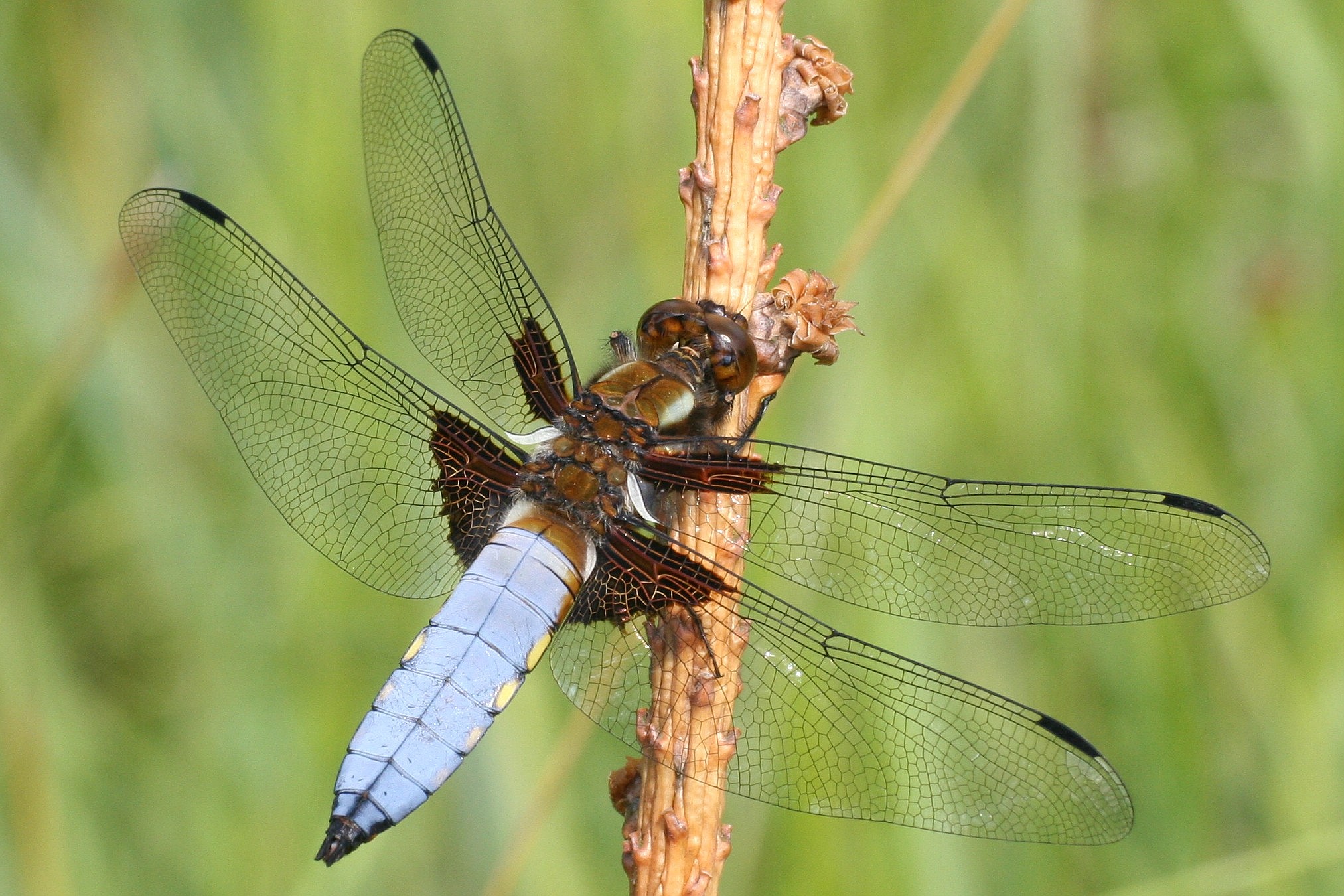 Libellula depressa male Weinsberg 20080629 2