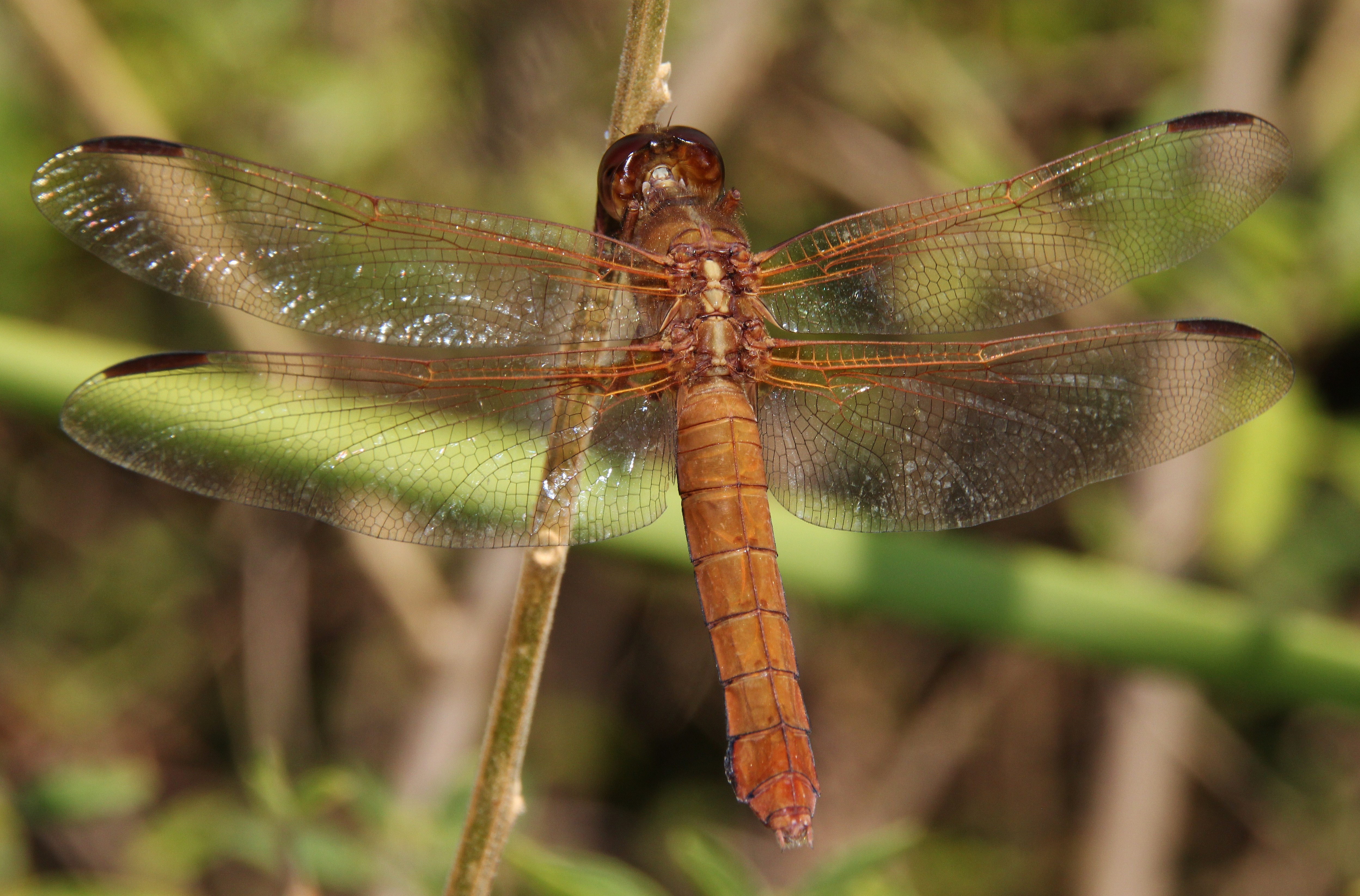 LibellulaCroceipennis 0291