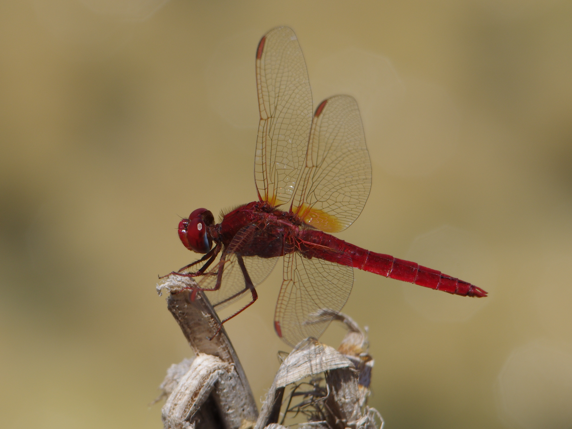 Libellule rouge écarlate Crocothemis erythraea