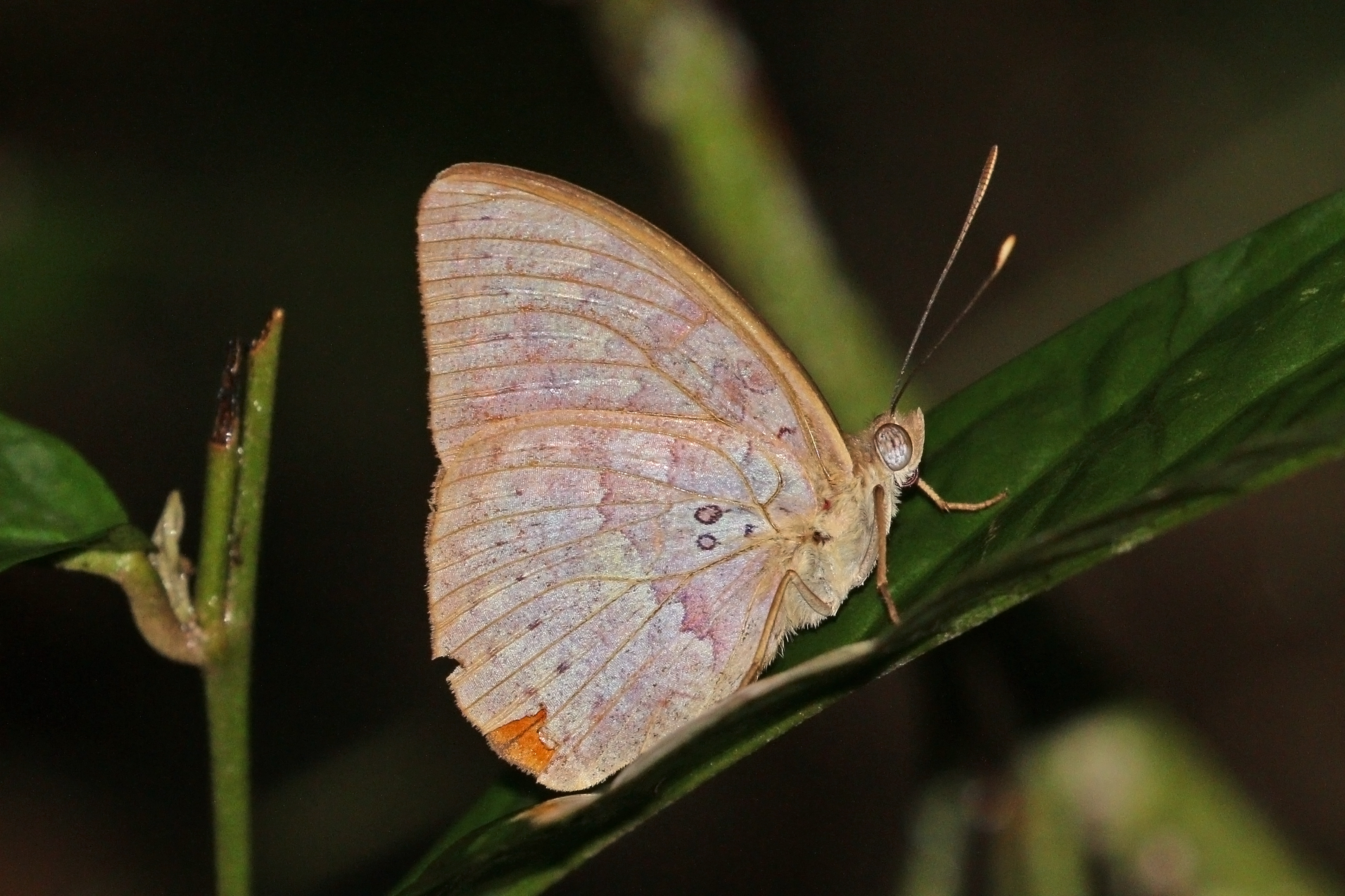 Light brown forester (Bebearia zonara)