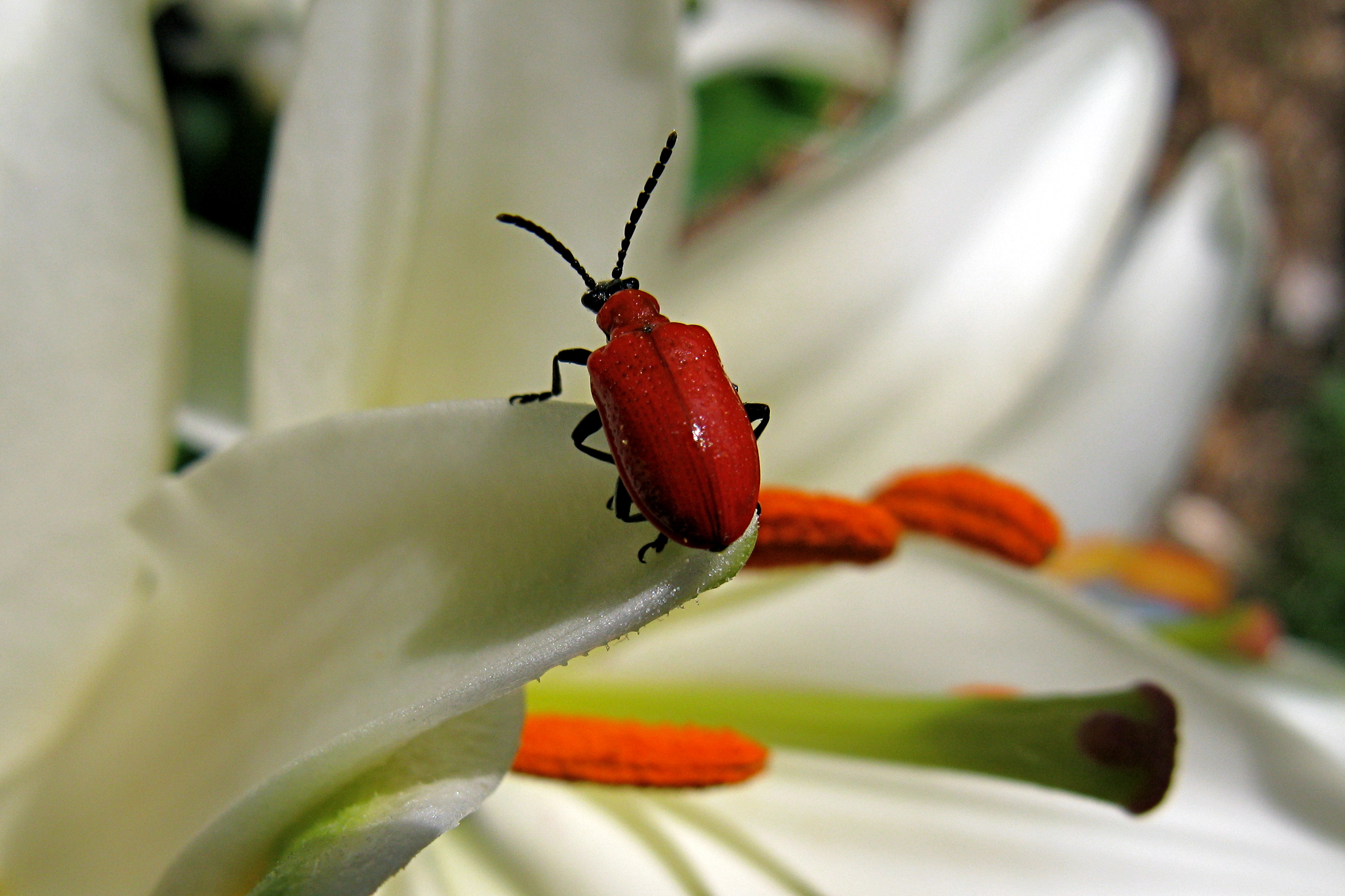 Lilioceris lilii Scarlet lily beetle