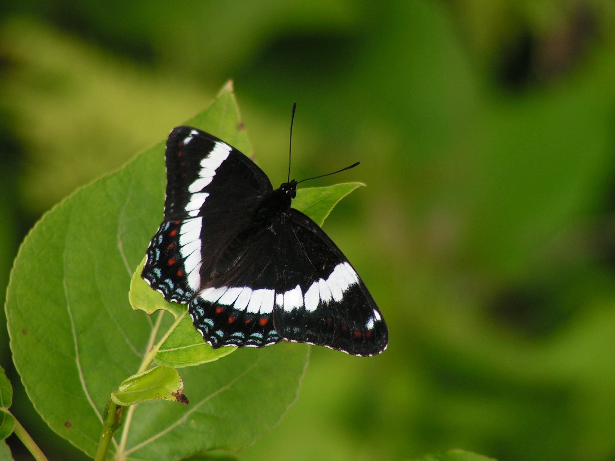 Limenitis arthemis, Québec (Matthieu Gauvain)
