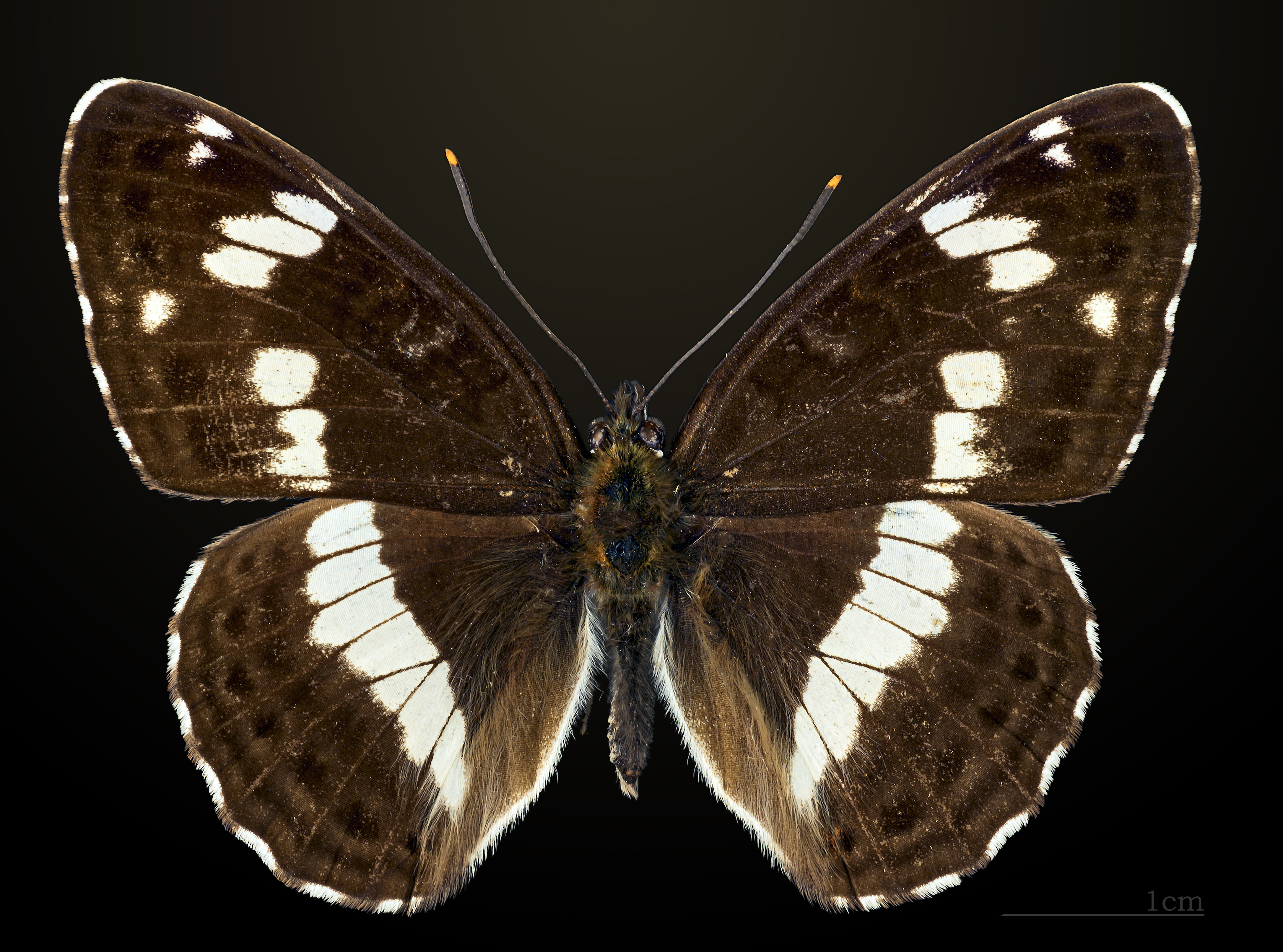 Limenitis camilla MHNT CUT 2013 3 15 Compiegne Dos