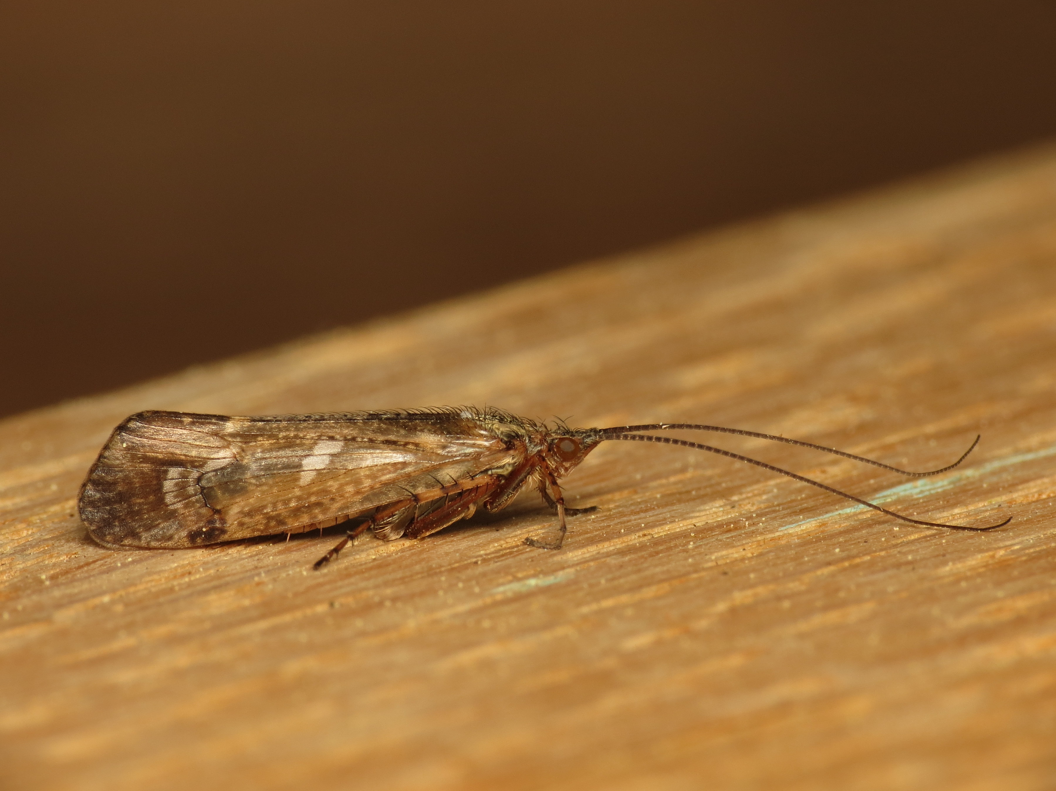 Limnephilus binotatus (14068838261)