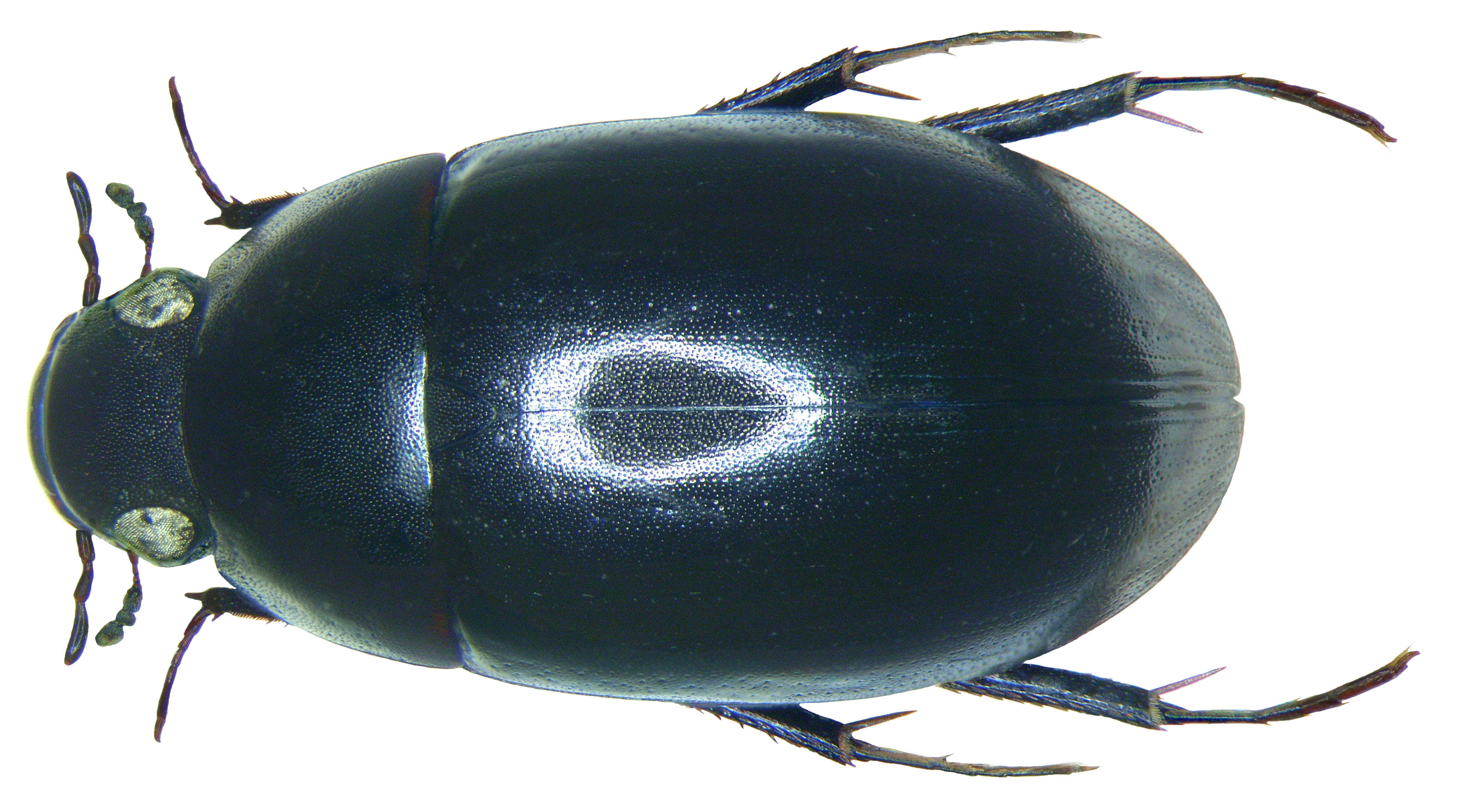 Limnoxenus niger (Zschach, 1788) (3067548077)