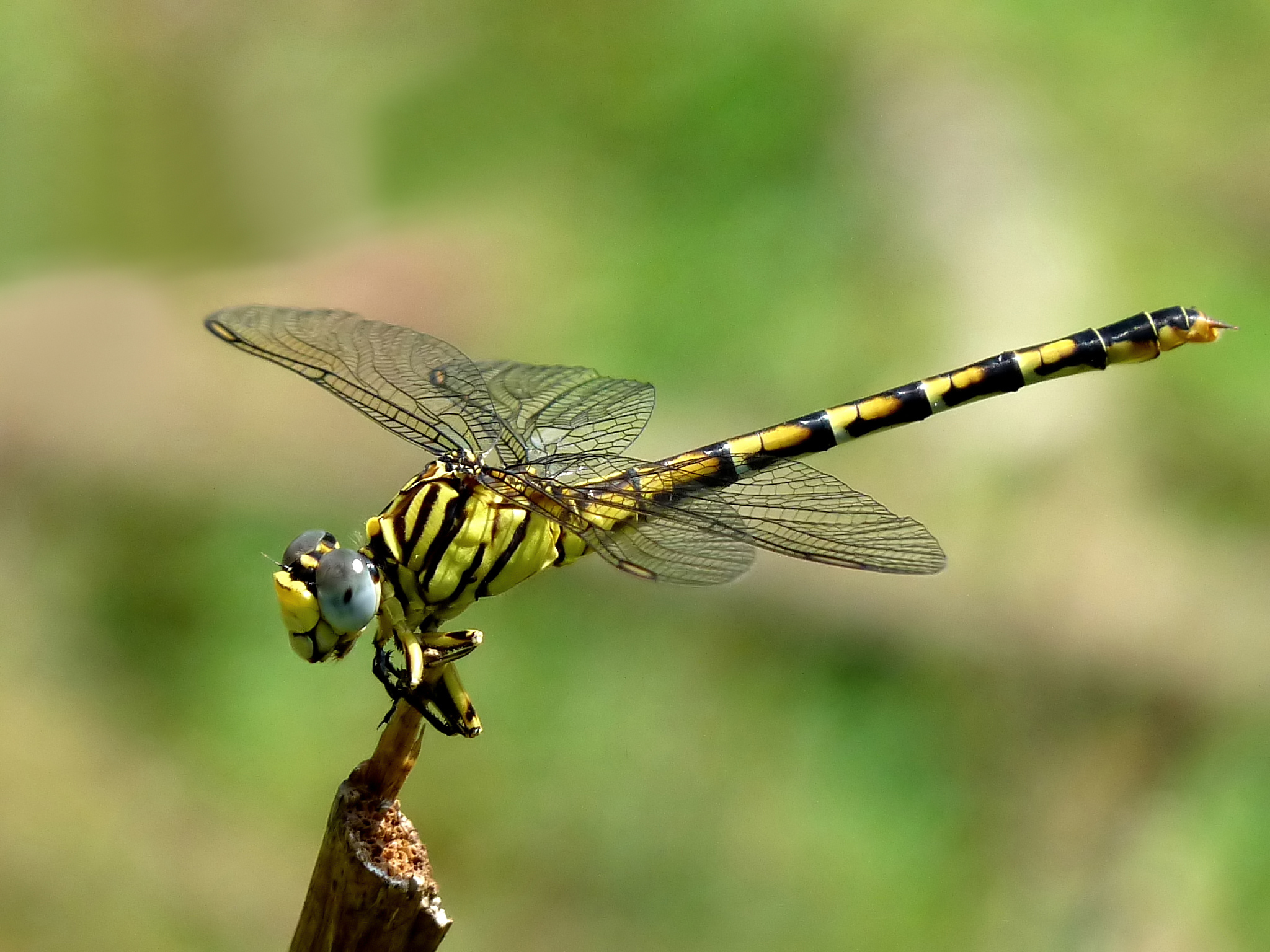 Lined Hooktail Paragomphus lineatus Female