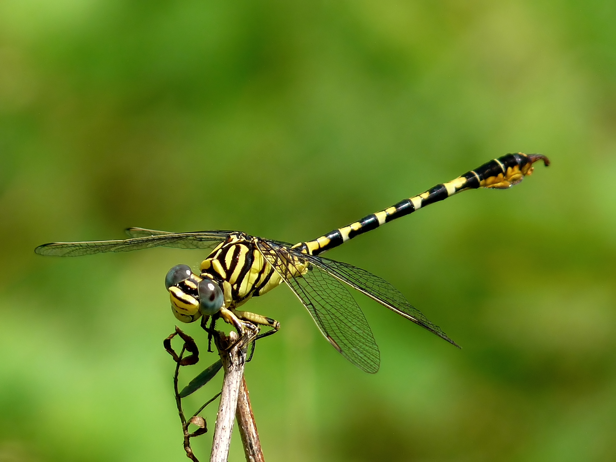 Lined Hooktail Paragomphus lineatus Male