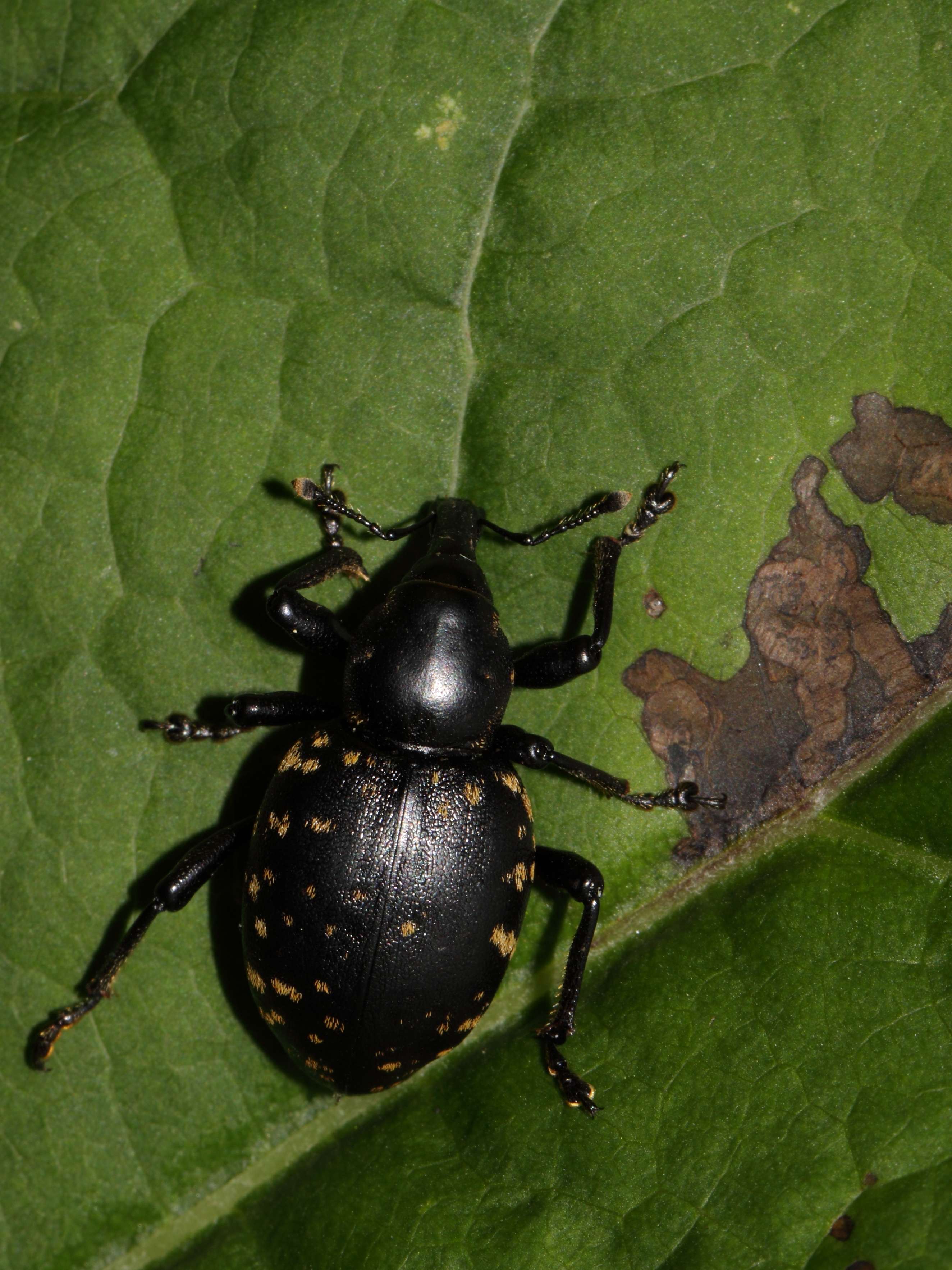 Liparus glabirostris or L. illyricus? (7563834492)