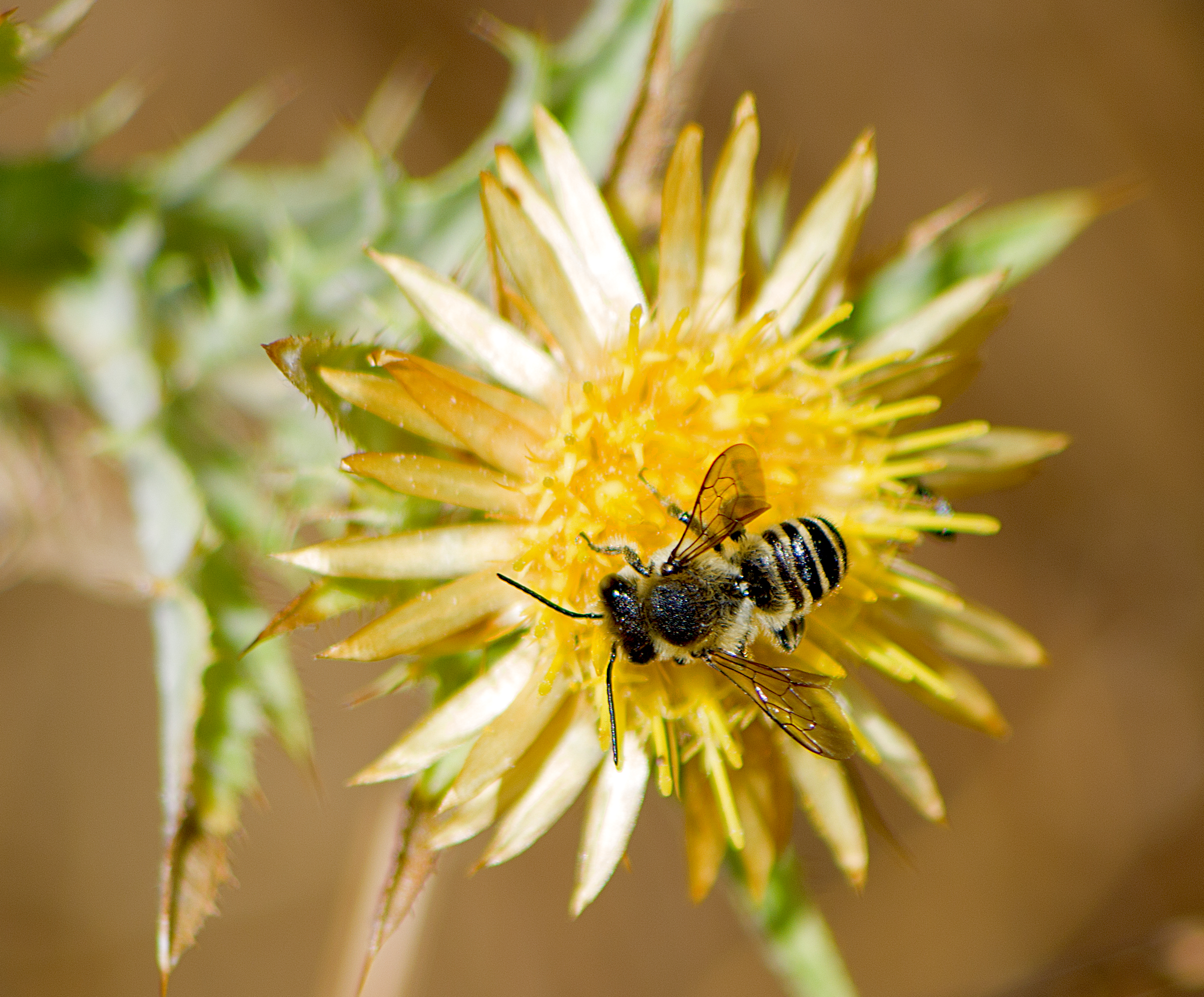 Lithurgus chrysurus (28872719394)