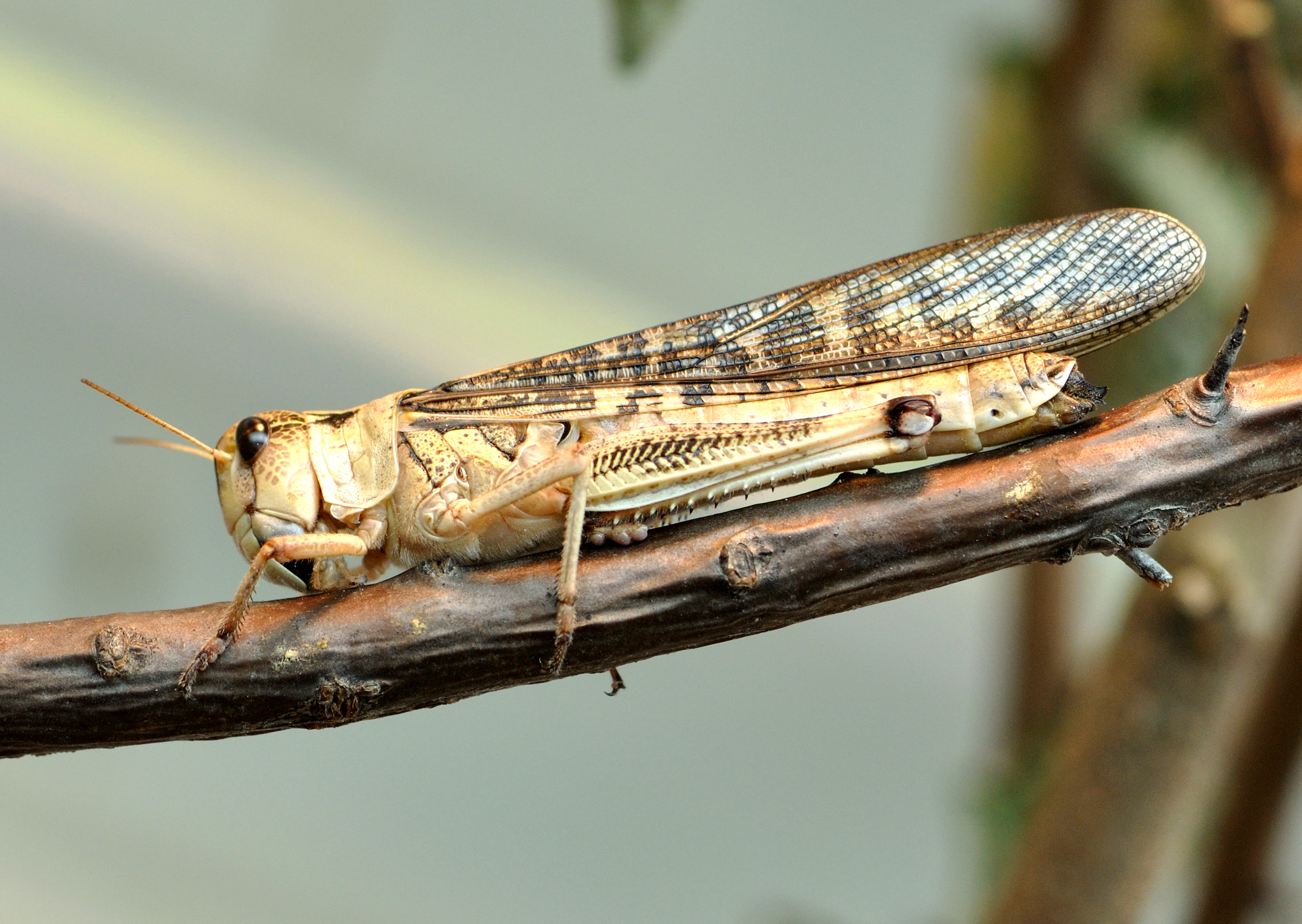 Locusta migratoria qtl1