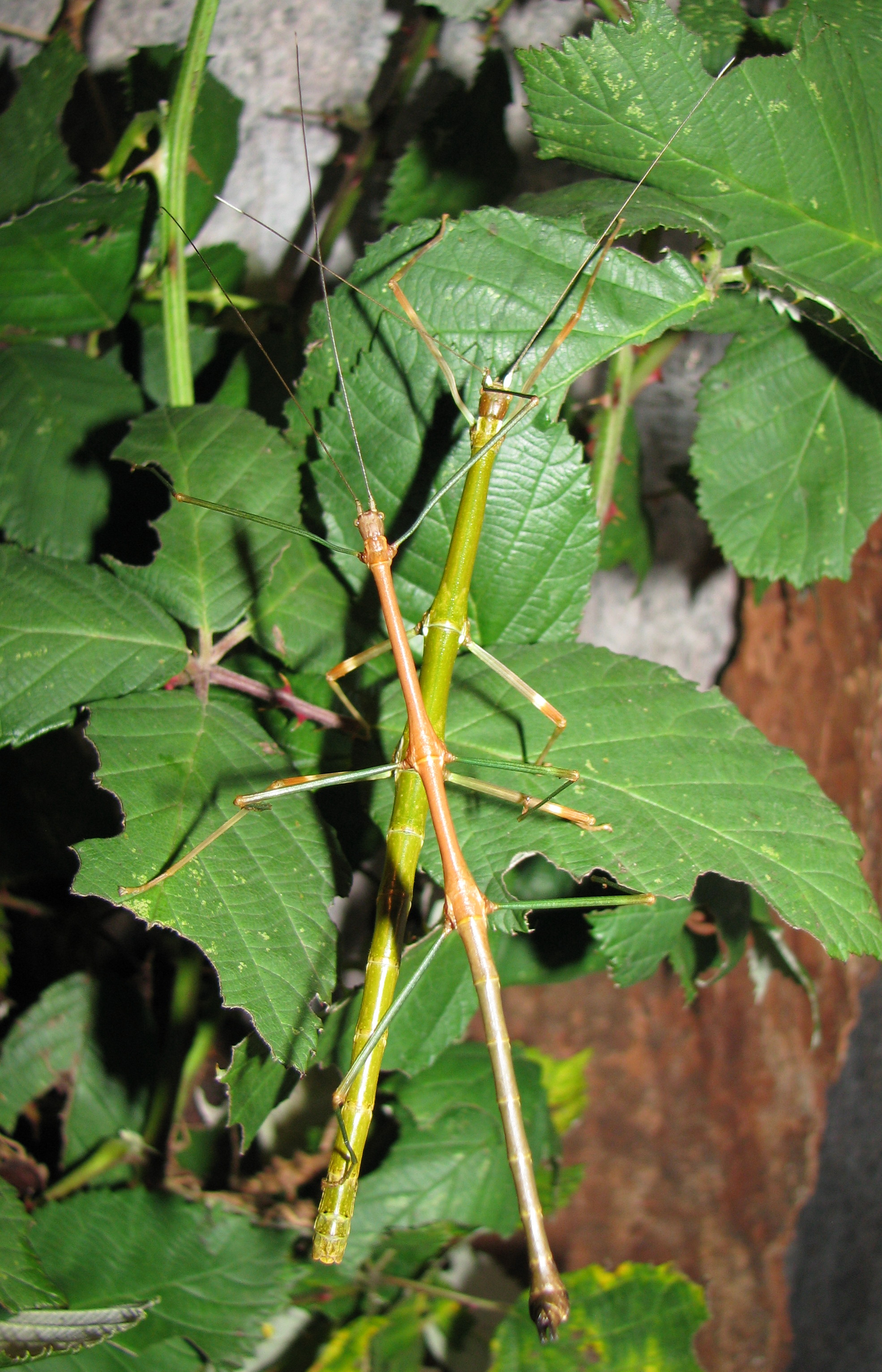 Lonchodiodes samarensis - pair