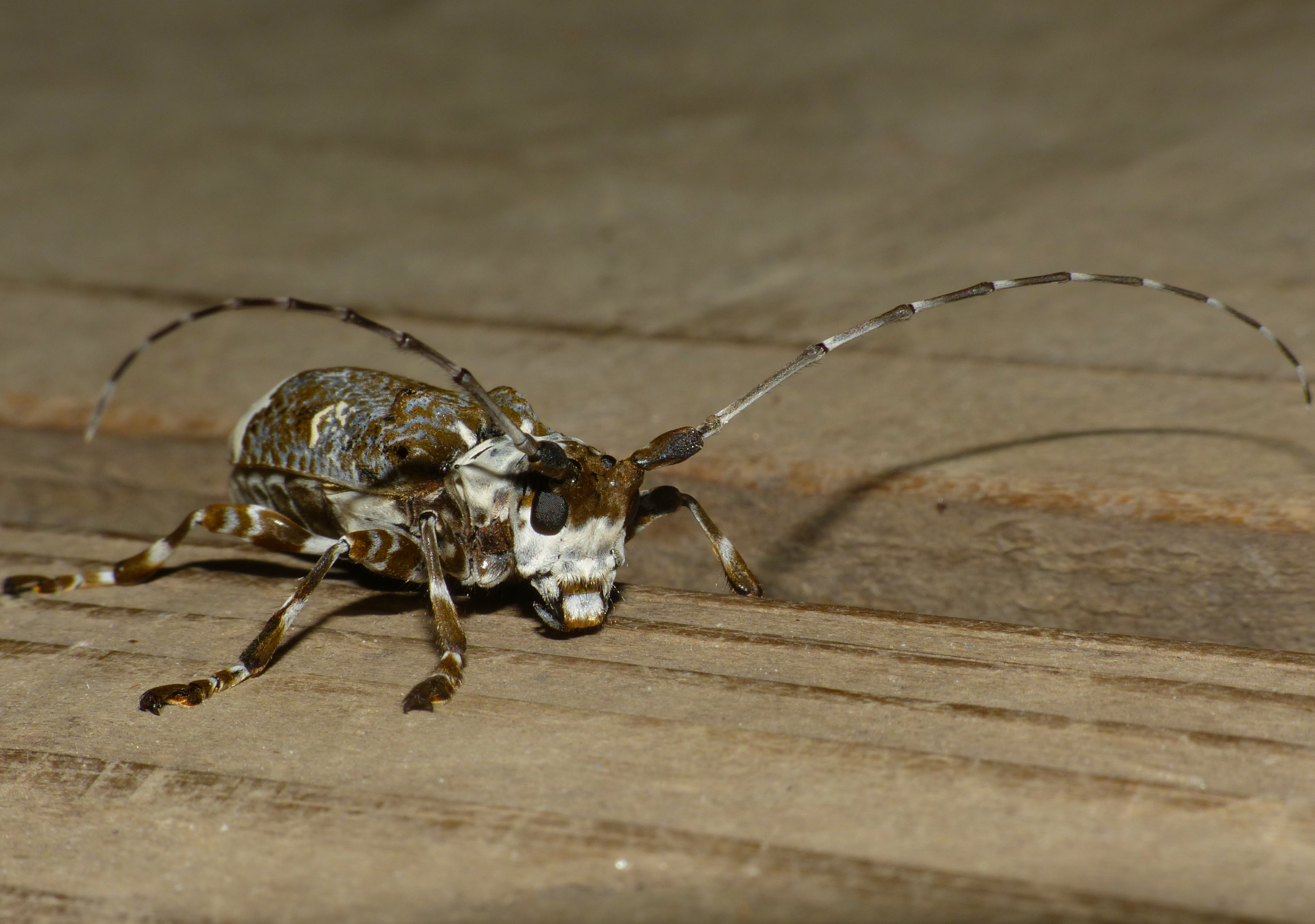 Longhorn Beetle (Lasiopezus longimanus) (11982484875)