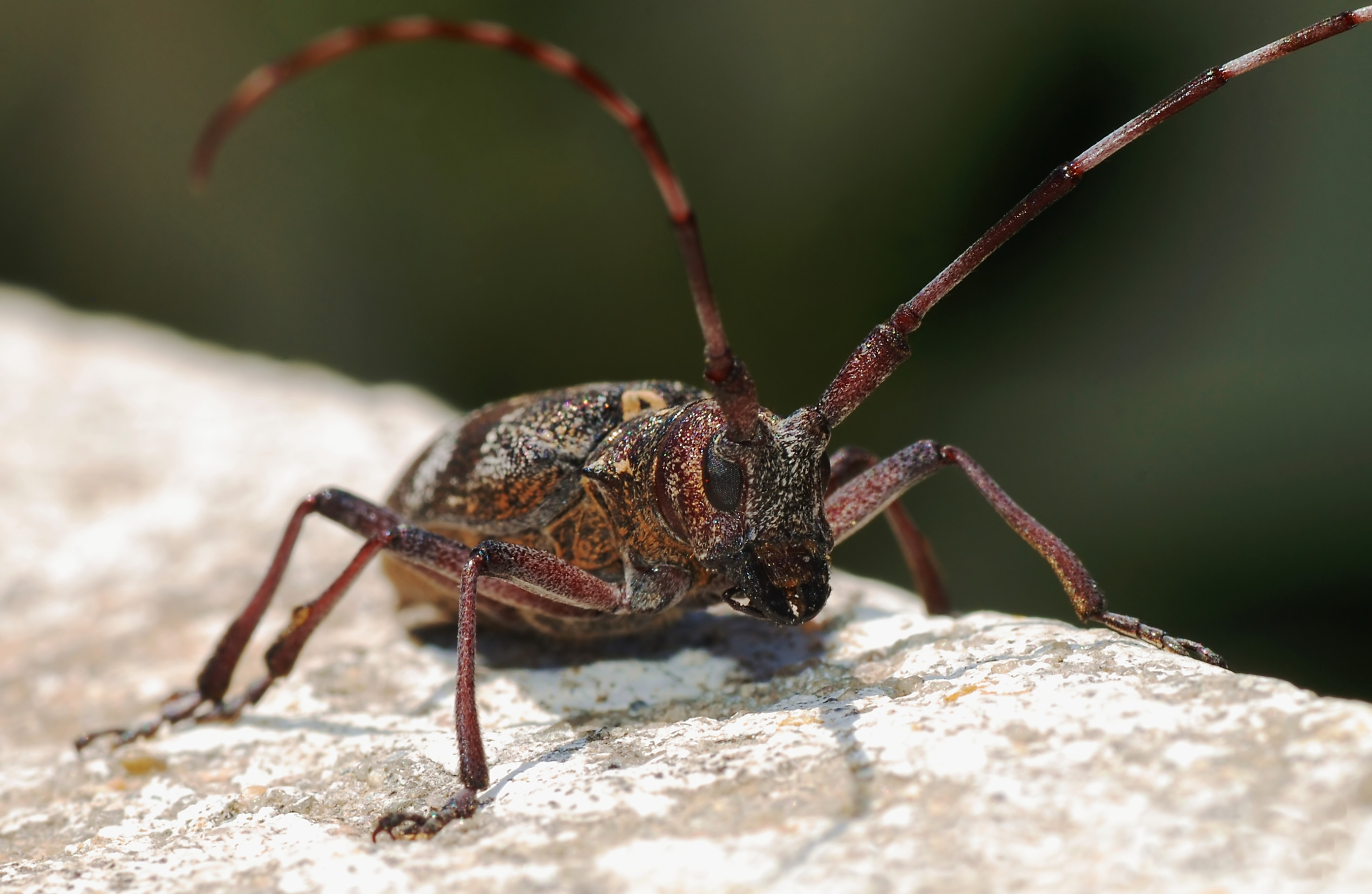 Longhorn beetle June 2008-1