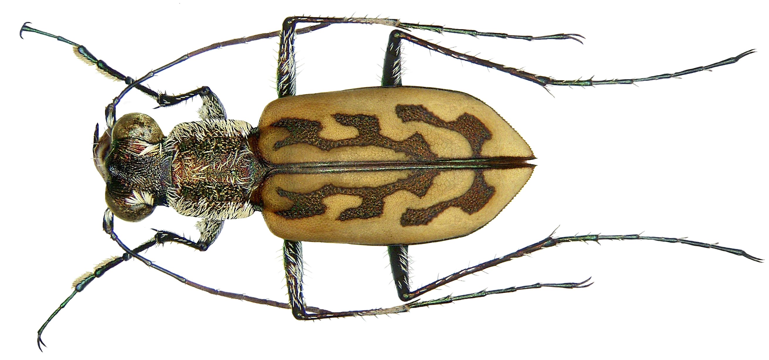 Lophyra senegalensis (Dejean, 1825) (3884344530)
