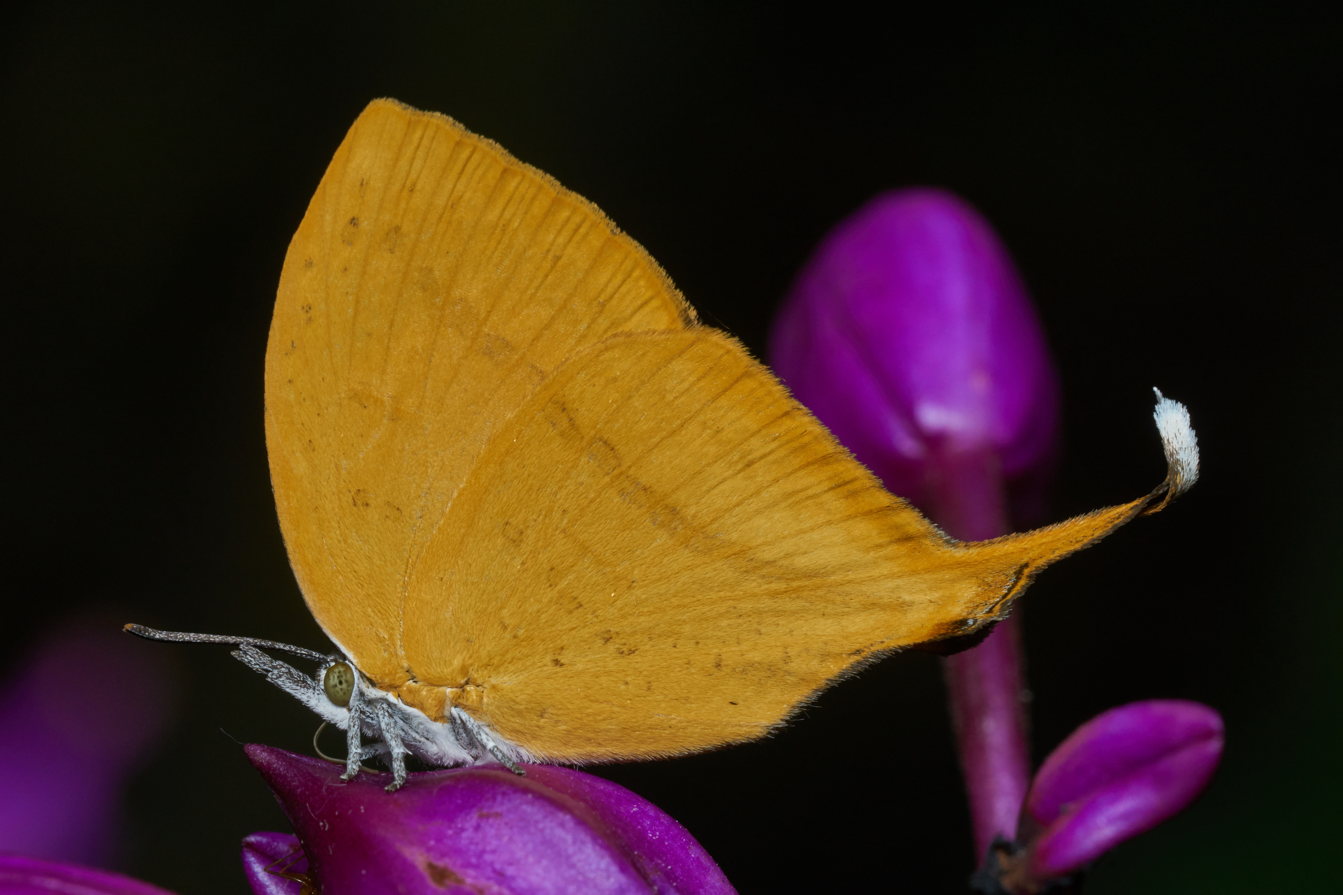 Loxura atymnus-Kadavoor-2017-04-23-001