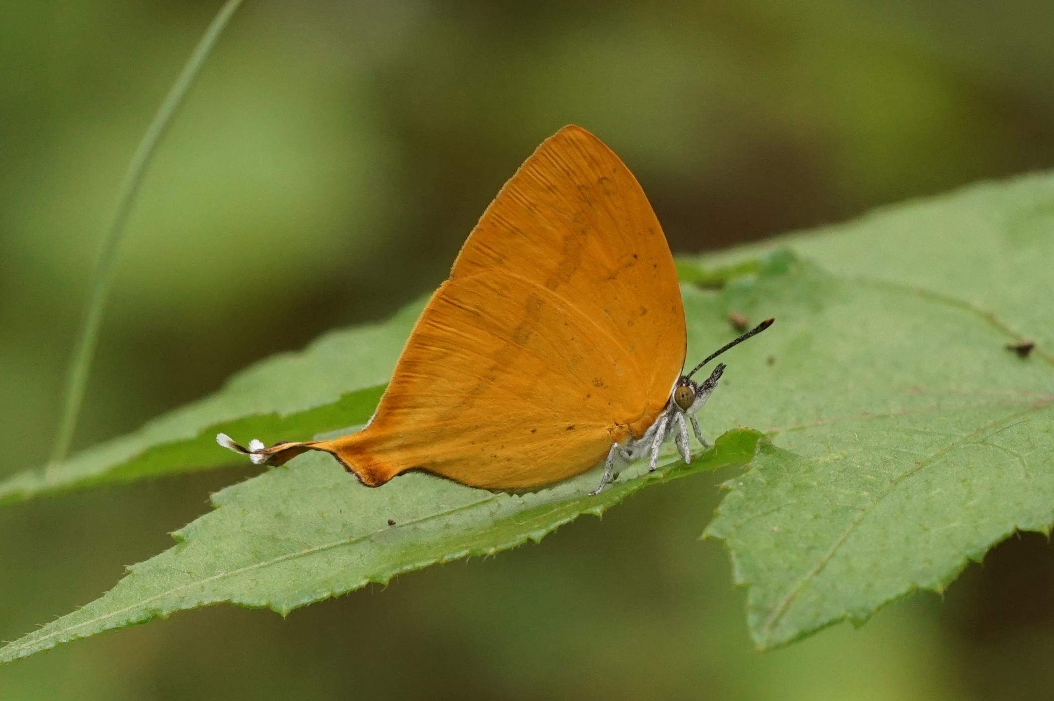 Loxura atymnus 08471