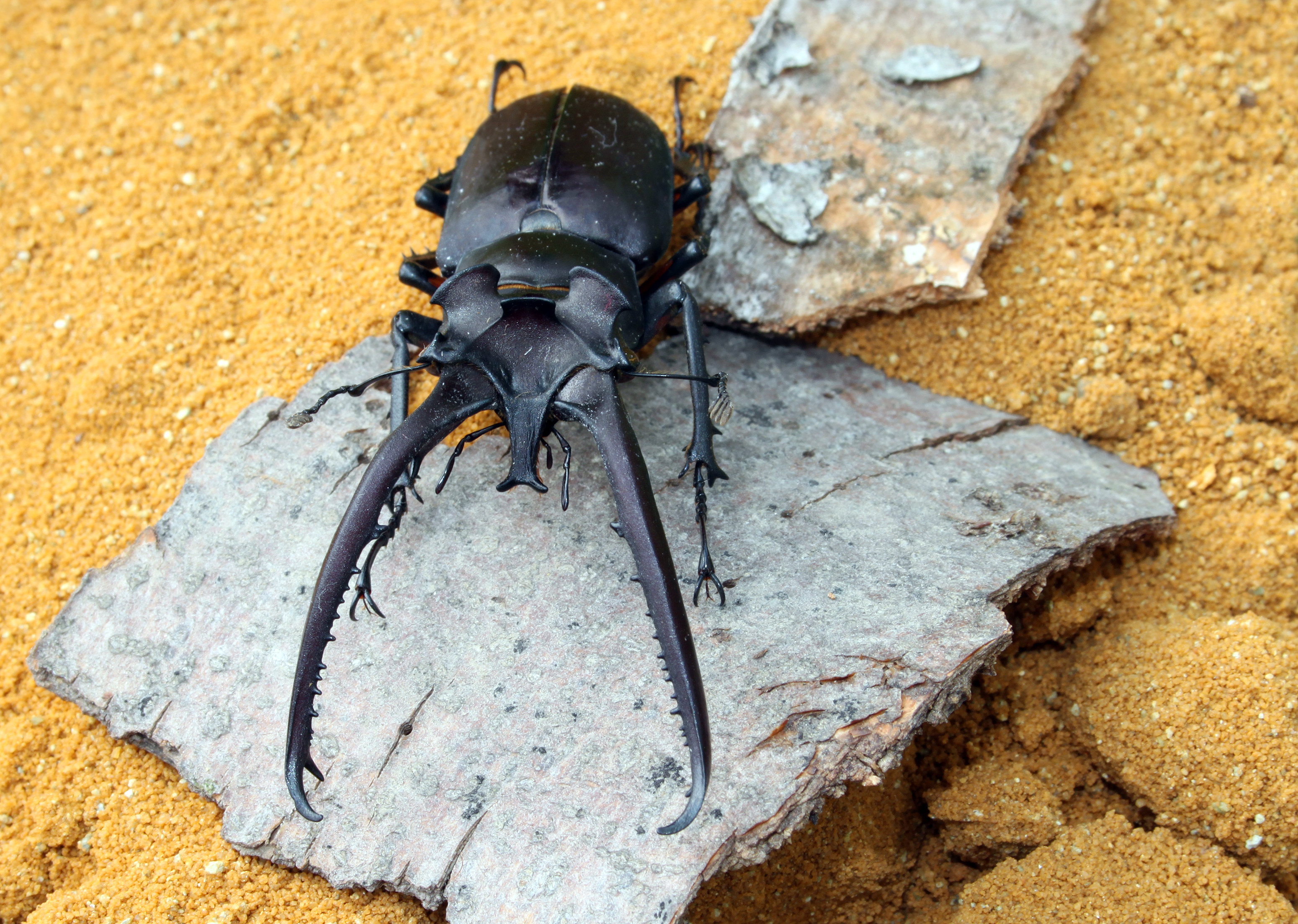Lucanus-hermani